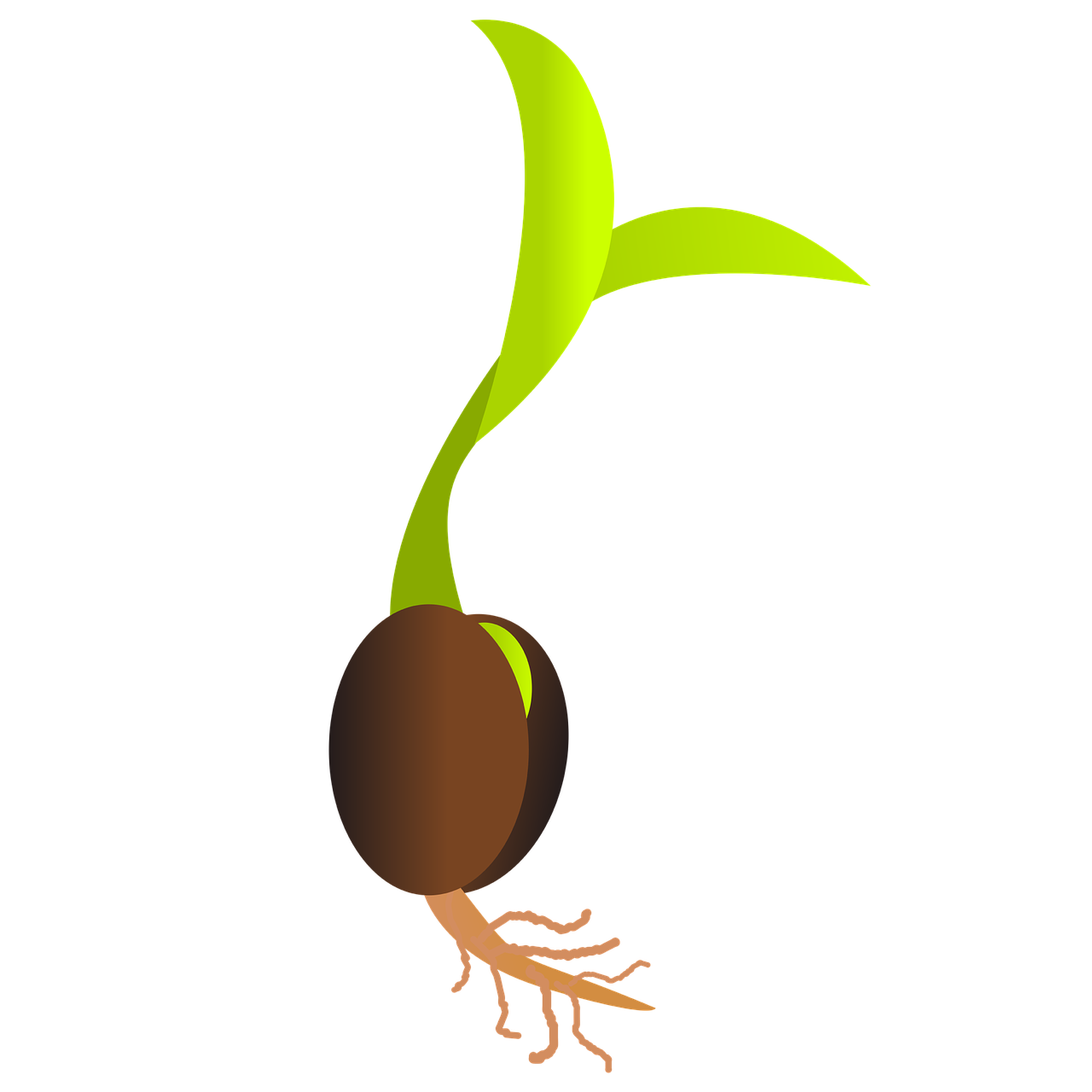 seedling.png