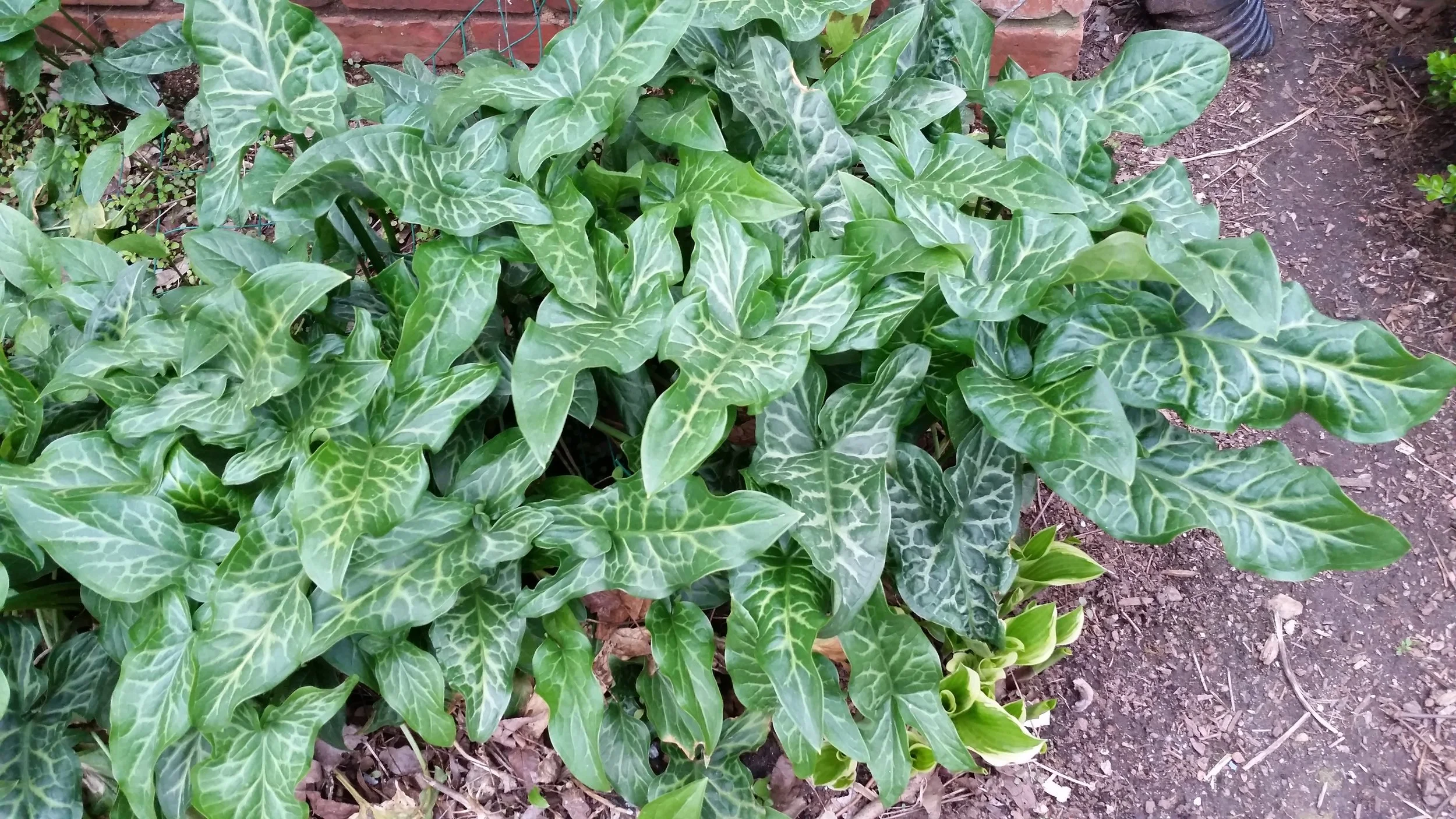 This photo of Arum was taken in early March, last year. Note the emerging hosta leaves at lower right.