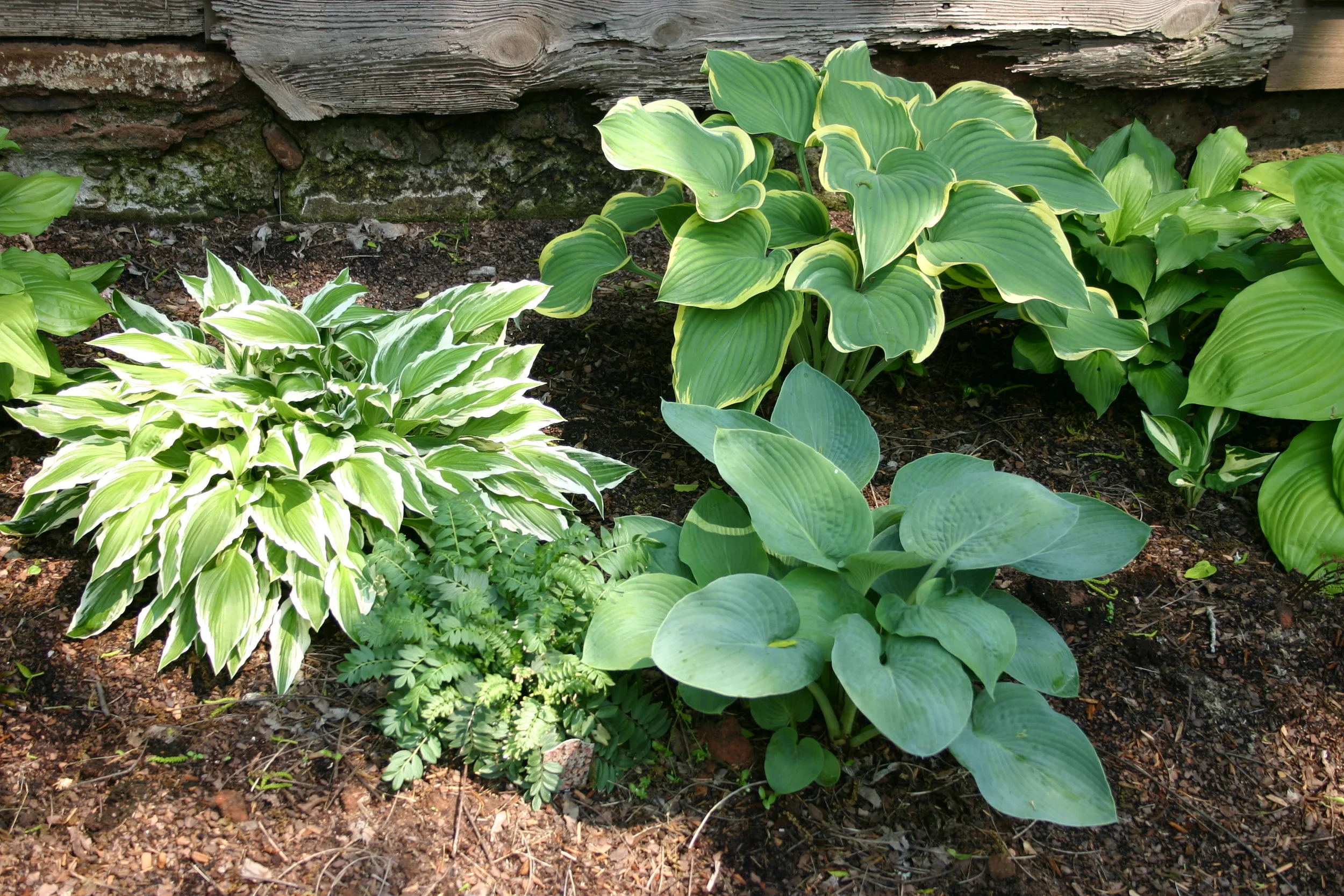 Sample of hostas, showing different leaf colors.
