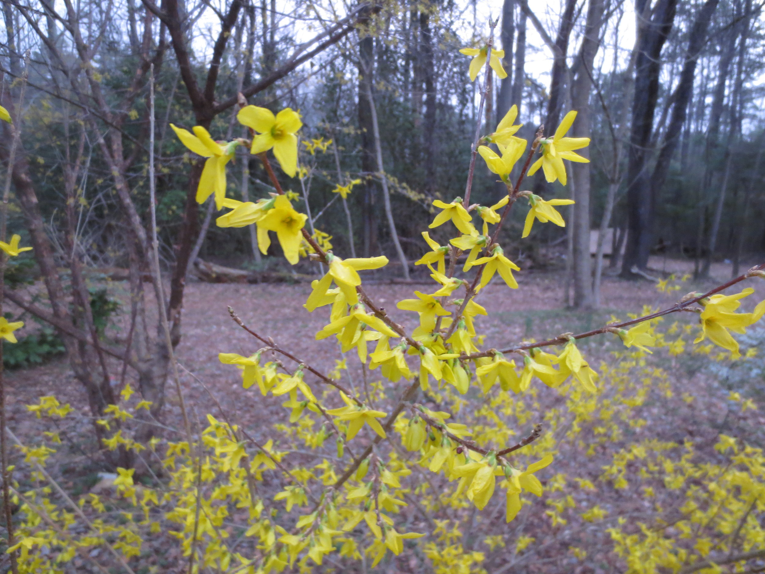 Forsythia single branch.JPG