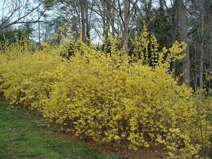 Forsythia hedge.jpg