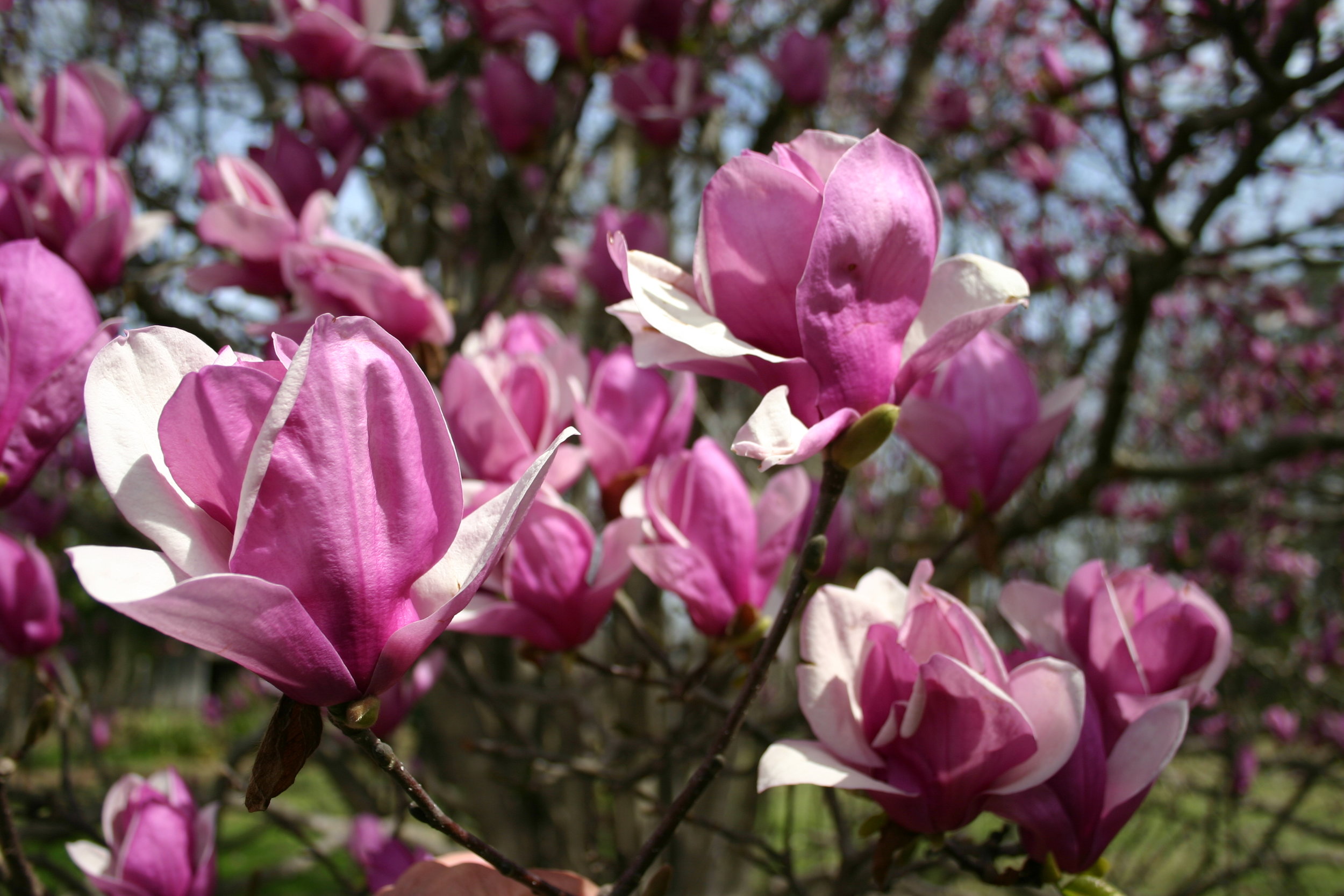 Magnolia soulangeana blooms.JPG