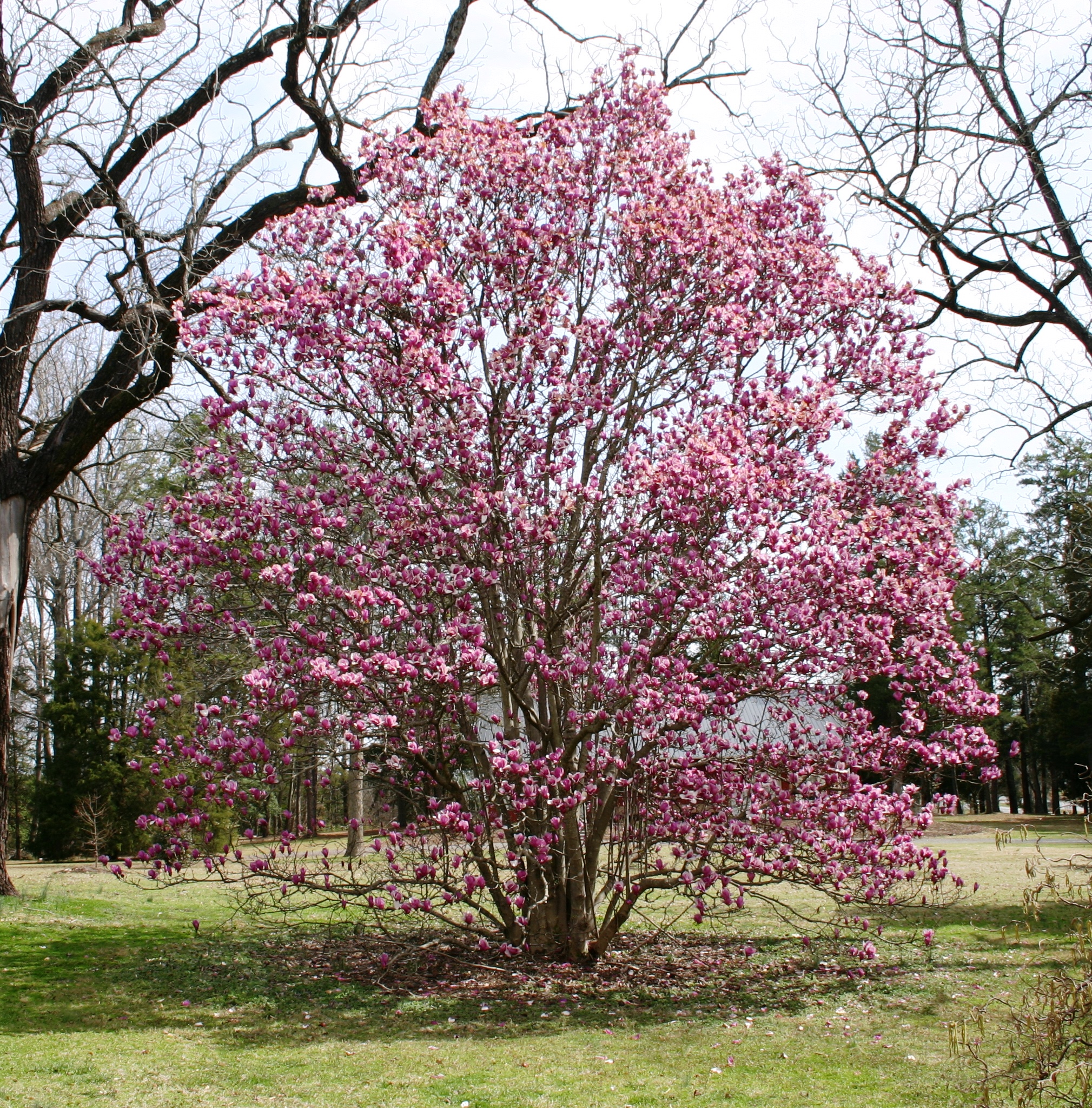 Mature Magnolia soulangeana.JPG