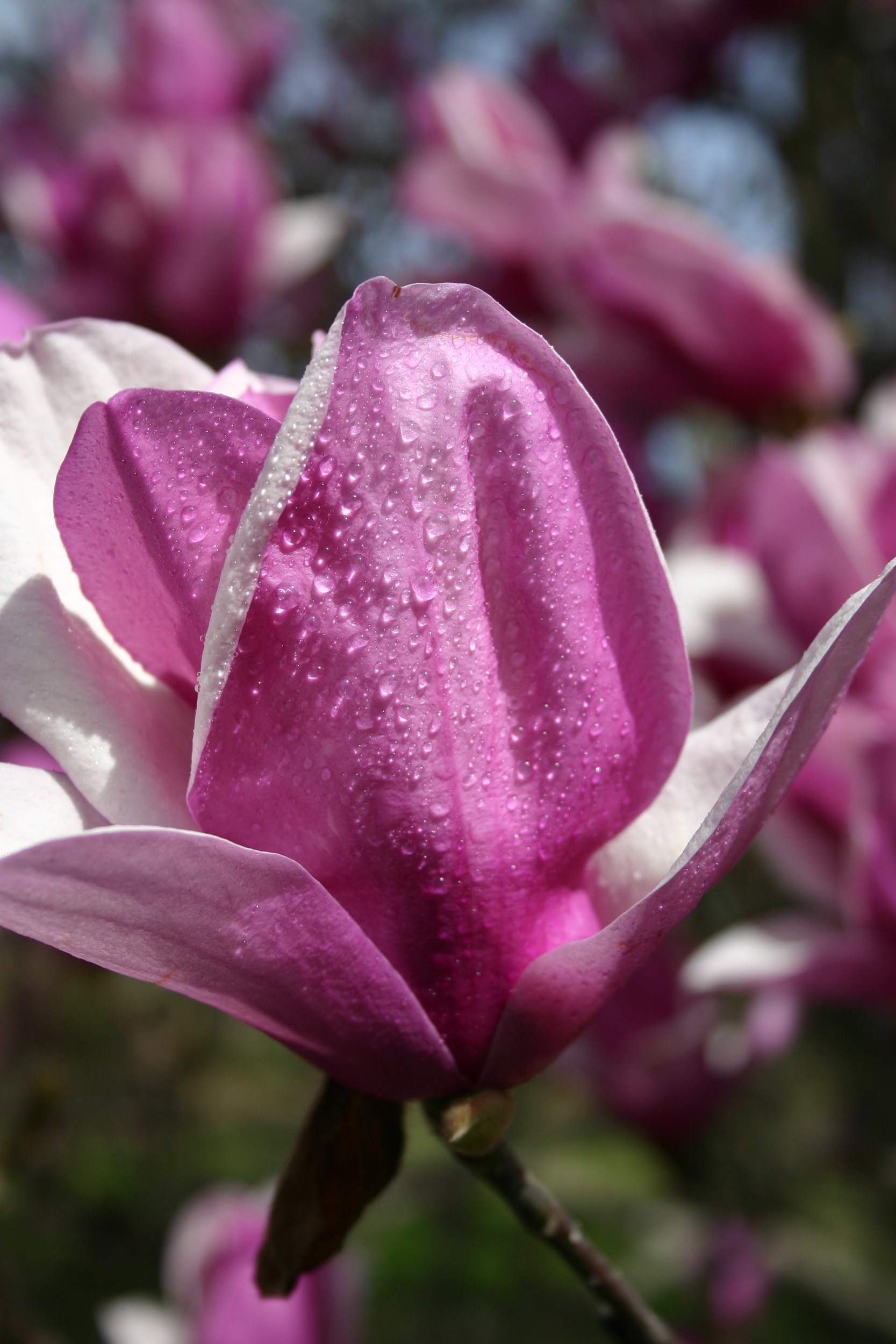 Magnolia soul bloom with dew.JPG