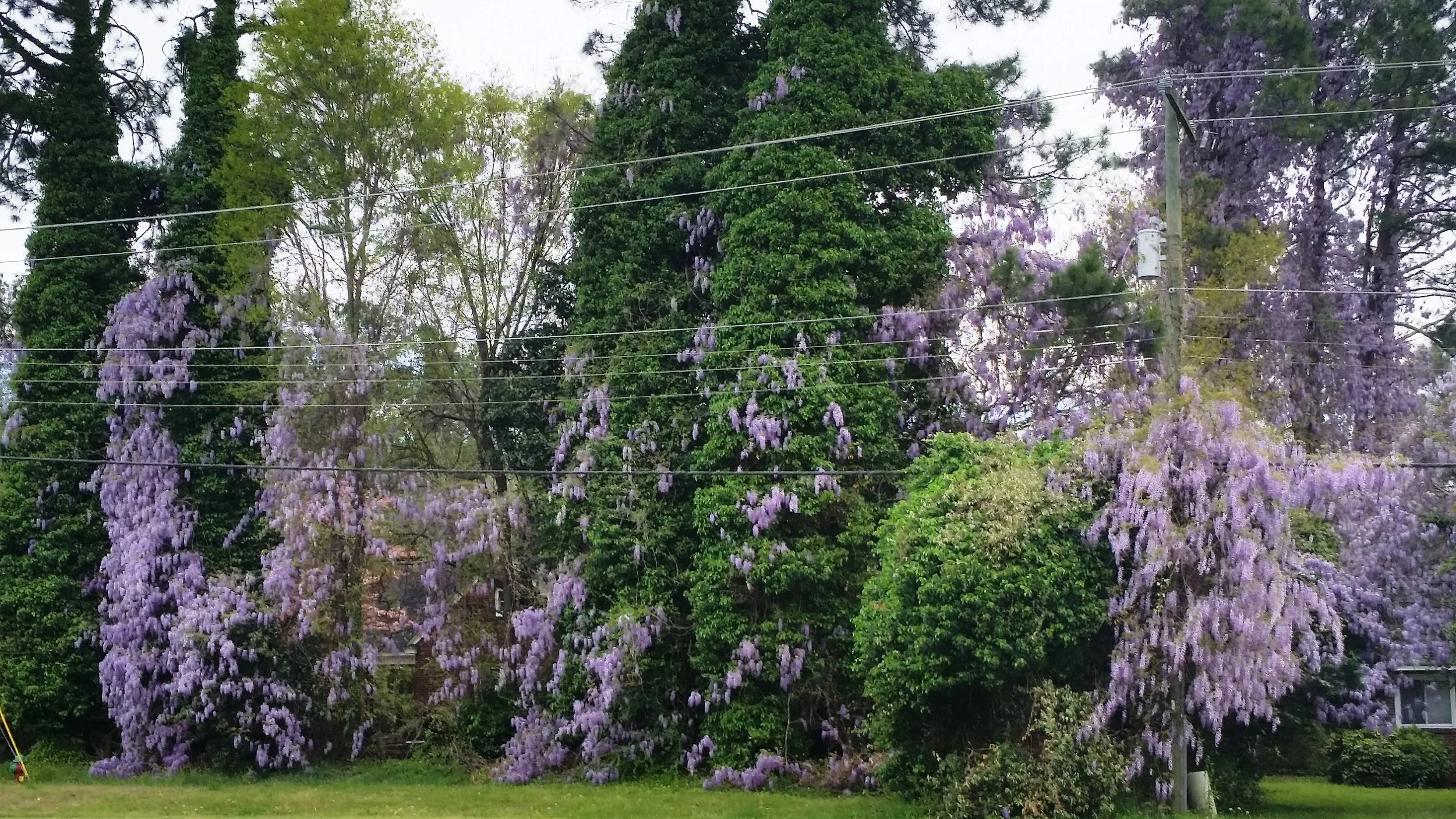 This photo was taken from my car window as I drove down a major thoroughfare. A planted vine has escaped cultivation and spread through the surrounding area.