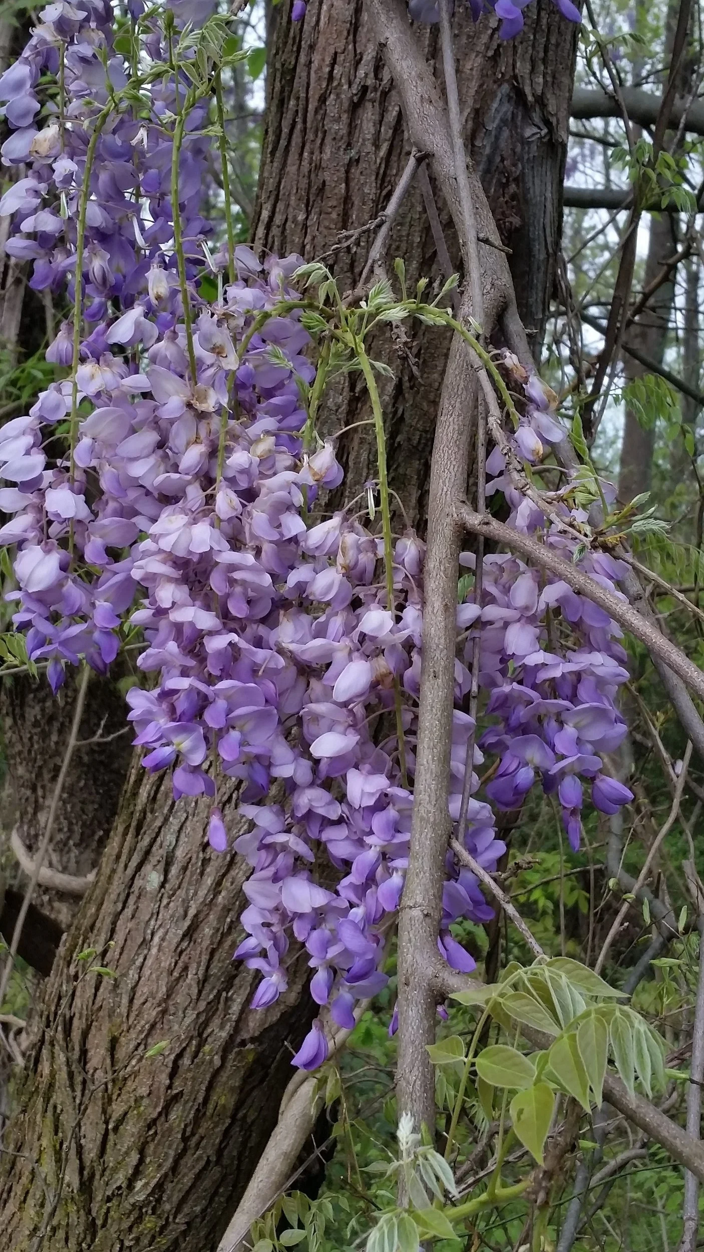 Bloom cluster.