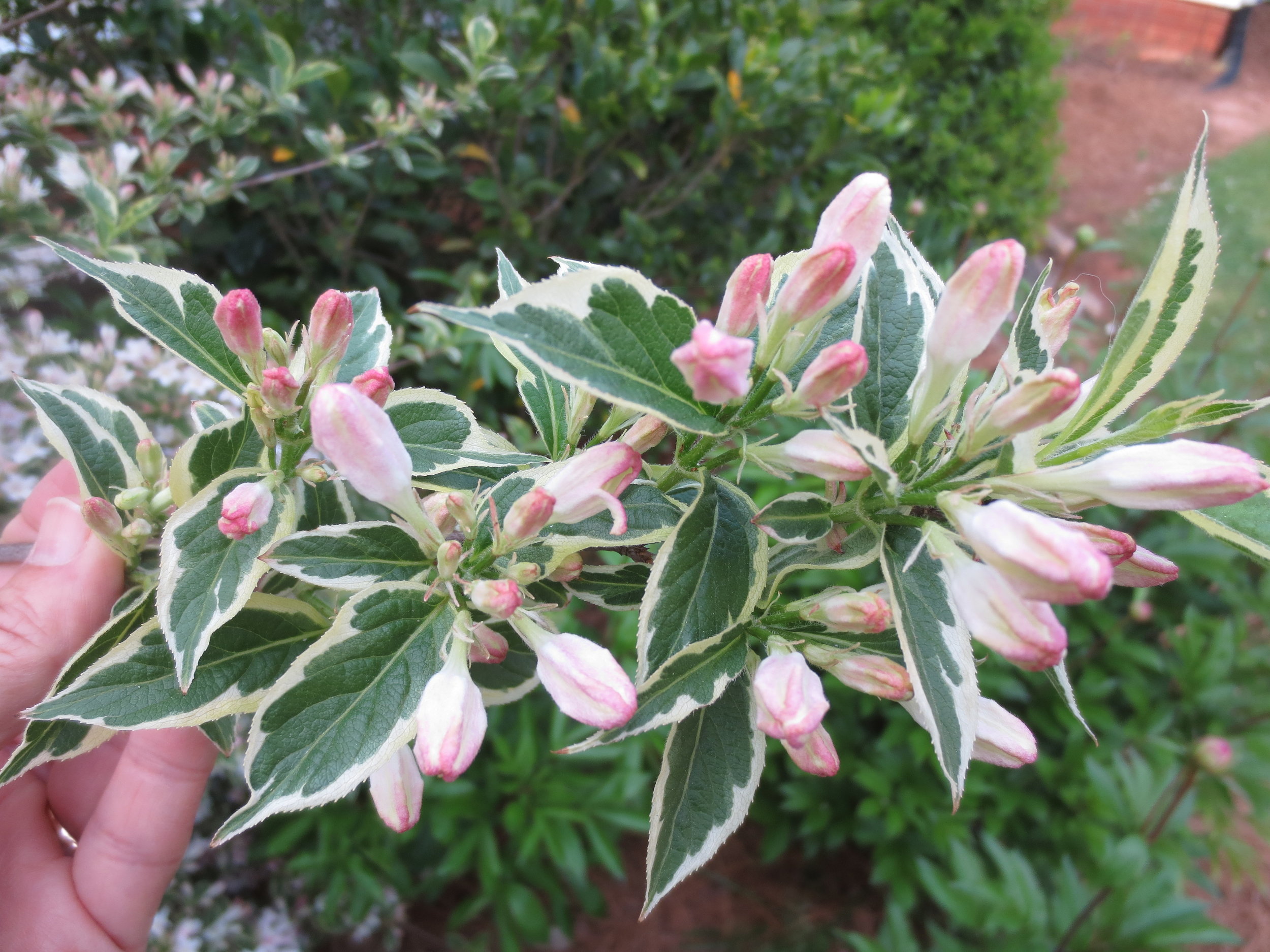 Weigela stem.JPG