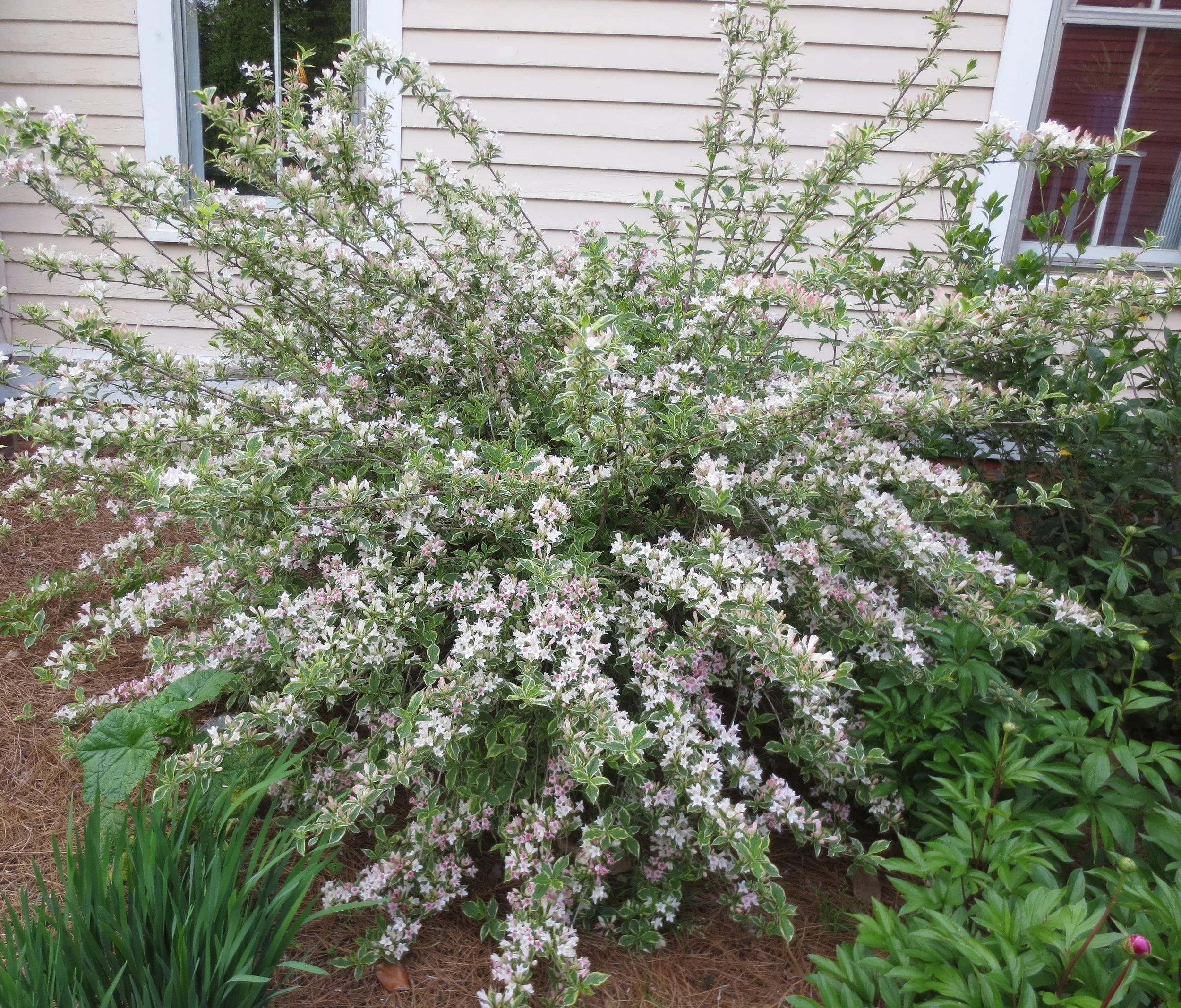 Mature Weigela Variegata.JPG