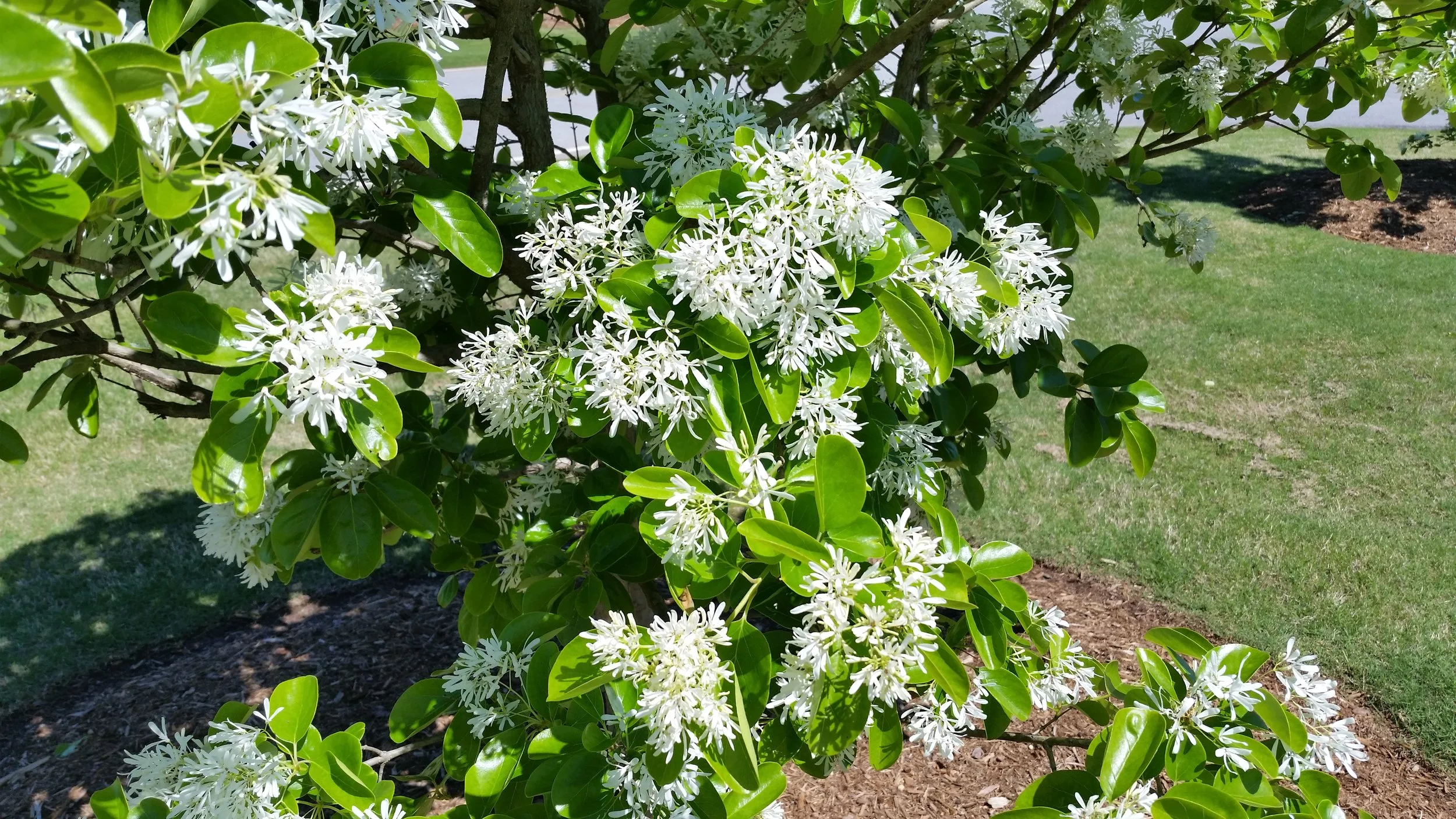Chionanthus retusus bloom