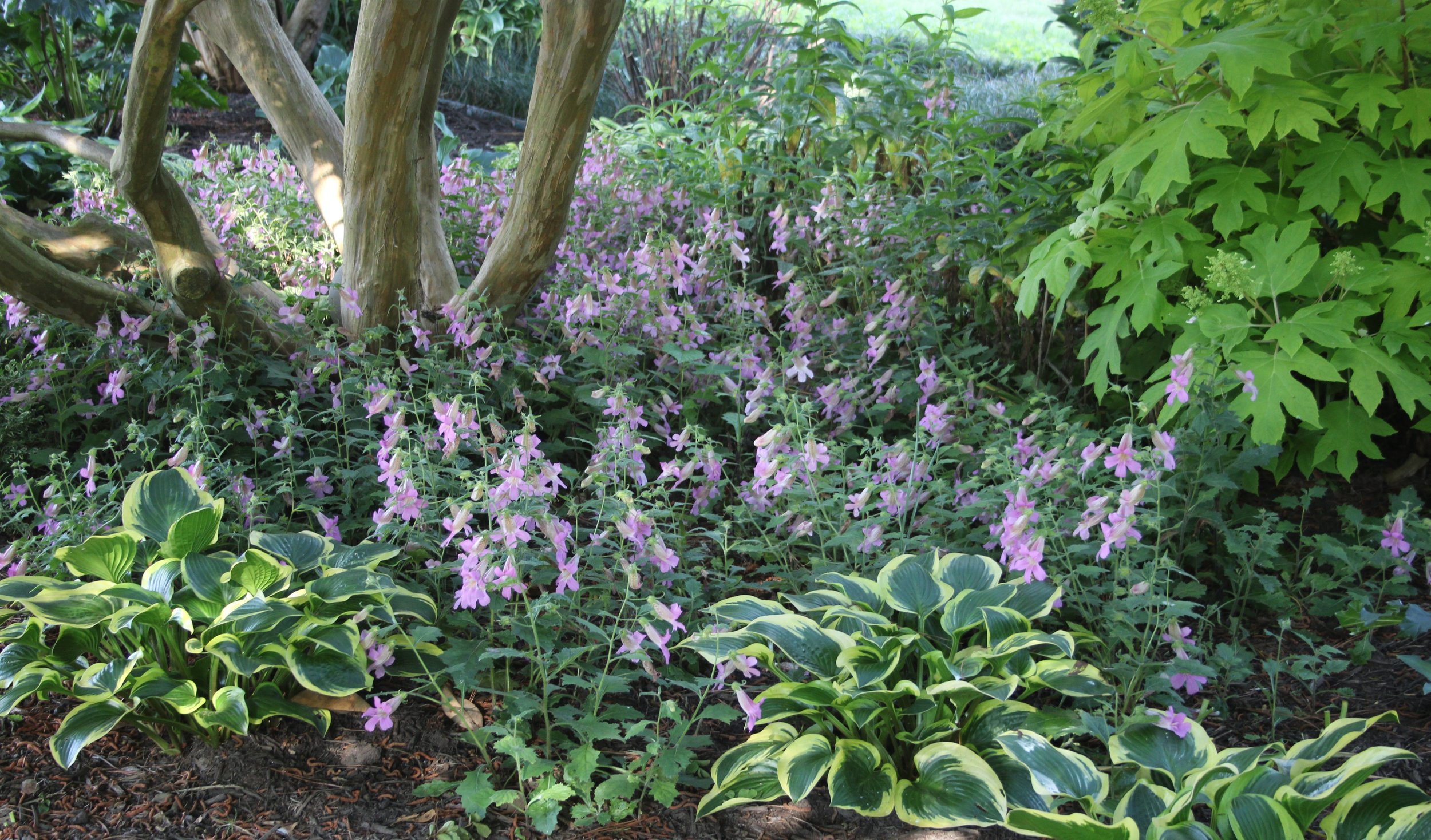 Rehemmania in hosta bed.JPG