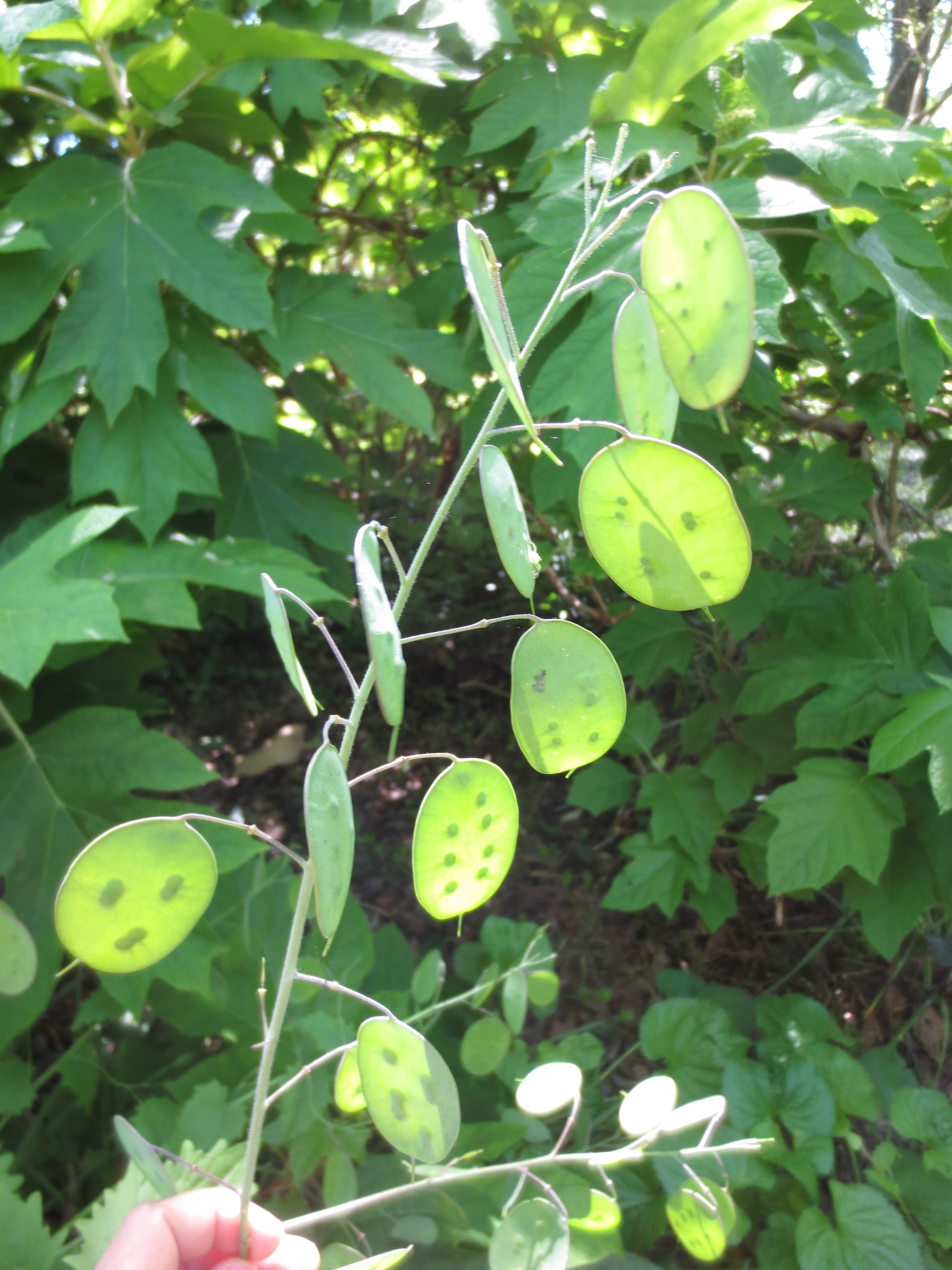 Immature seeds