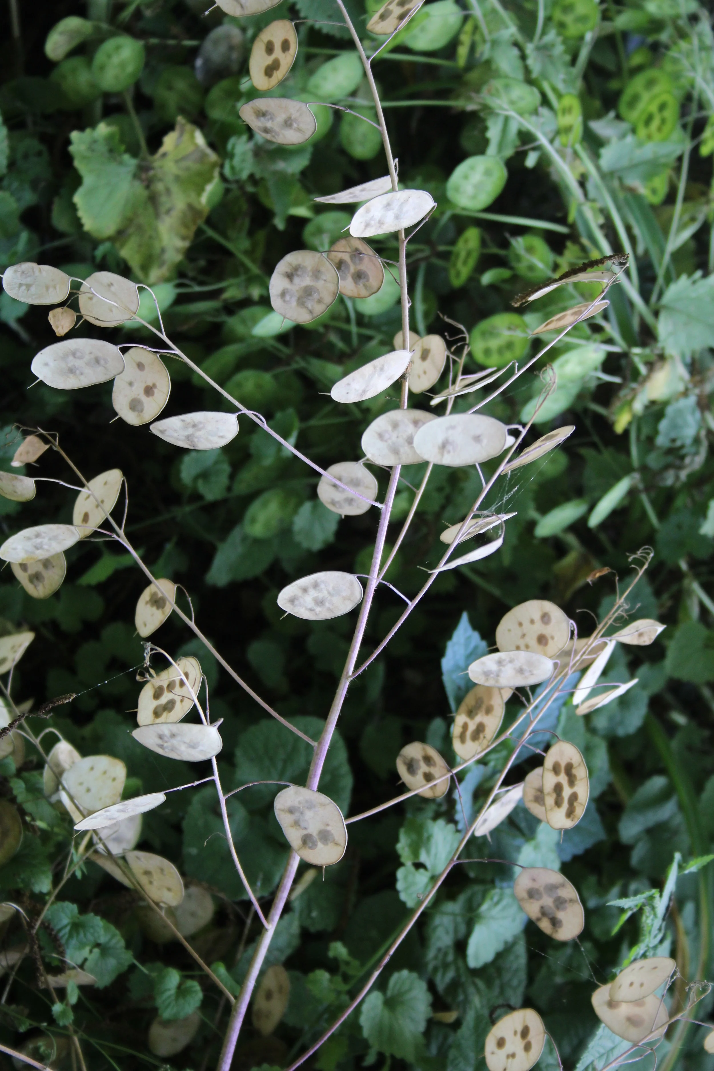 Mature seed pods