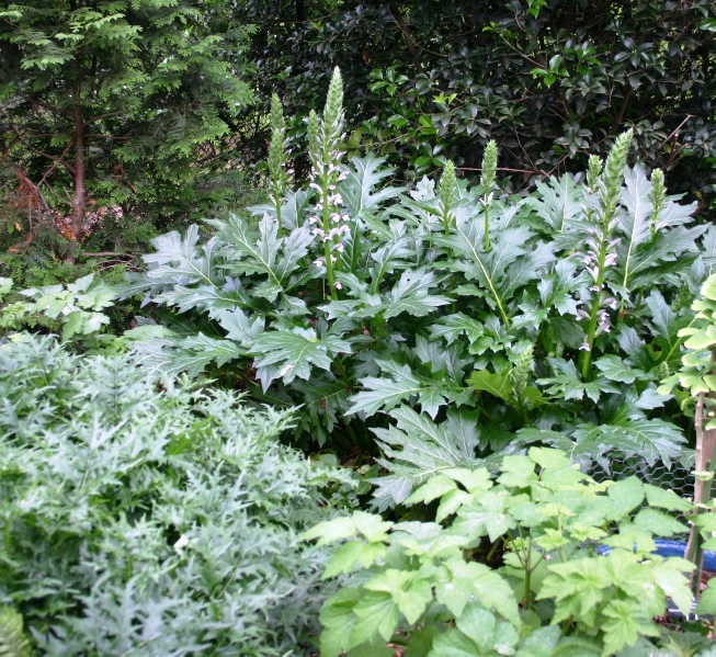 Acanthus spinosus on left; Acanthus mollis on right.