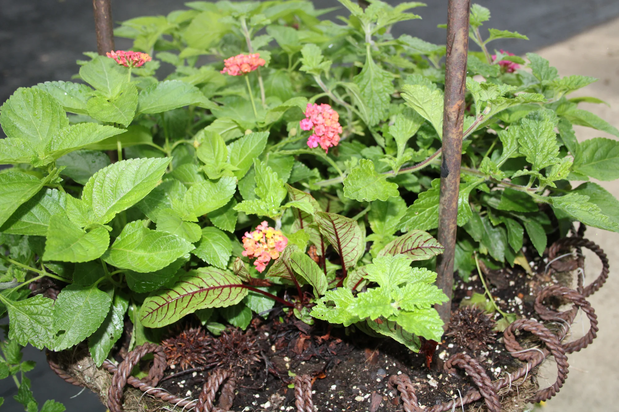 A tiny Rumex nestled in a basket lets me know when the Lantana need water. The clear filament around the edges is fishing line used to secure the cocoa basket to the metal frame. Sweetgum balls discourage cats from sleeping amid the flowers.