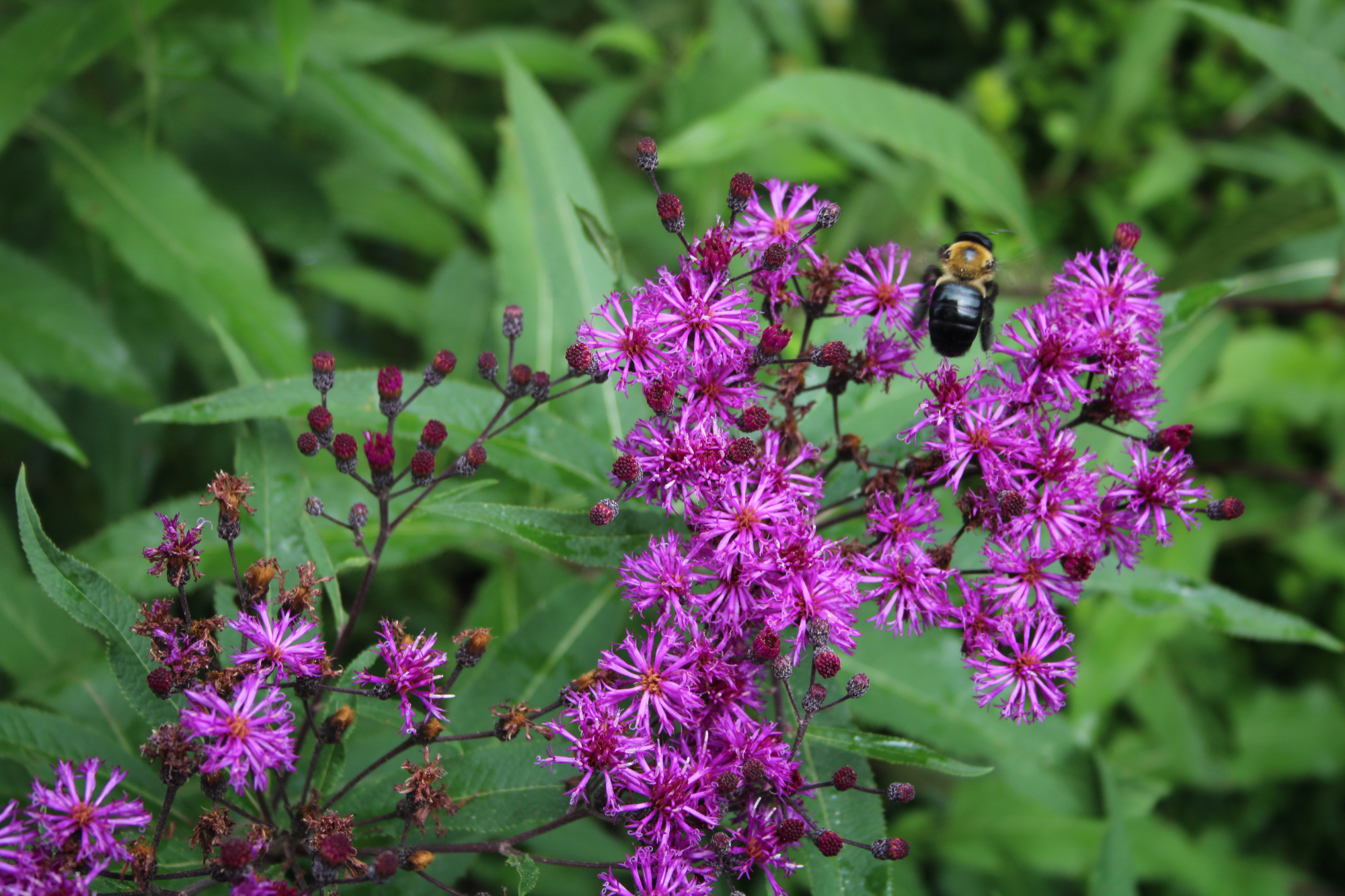 Vernonia closeup.jpg