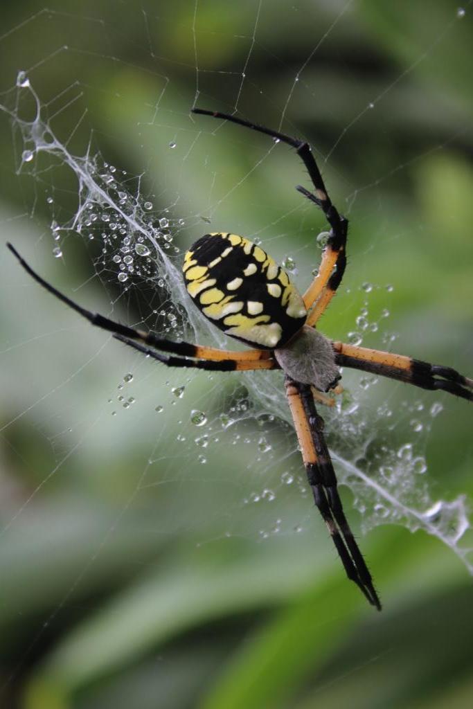 Argiope heads are covered with silvery hairs.