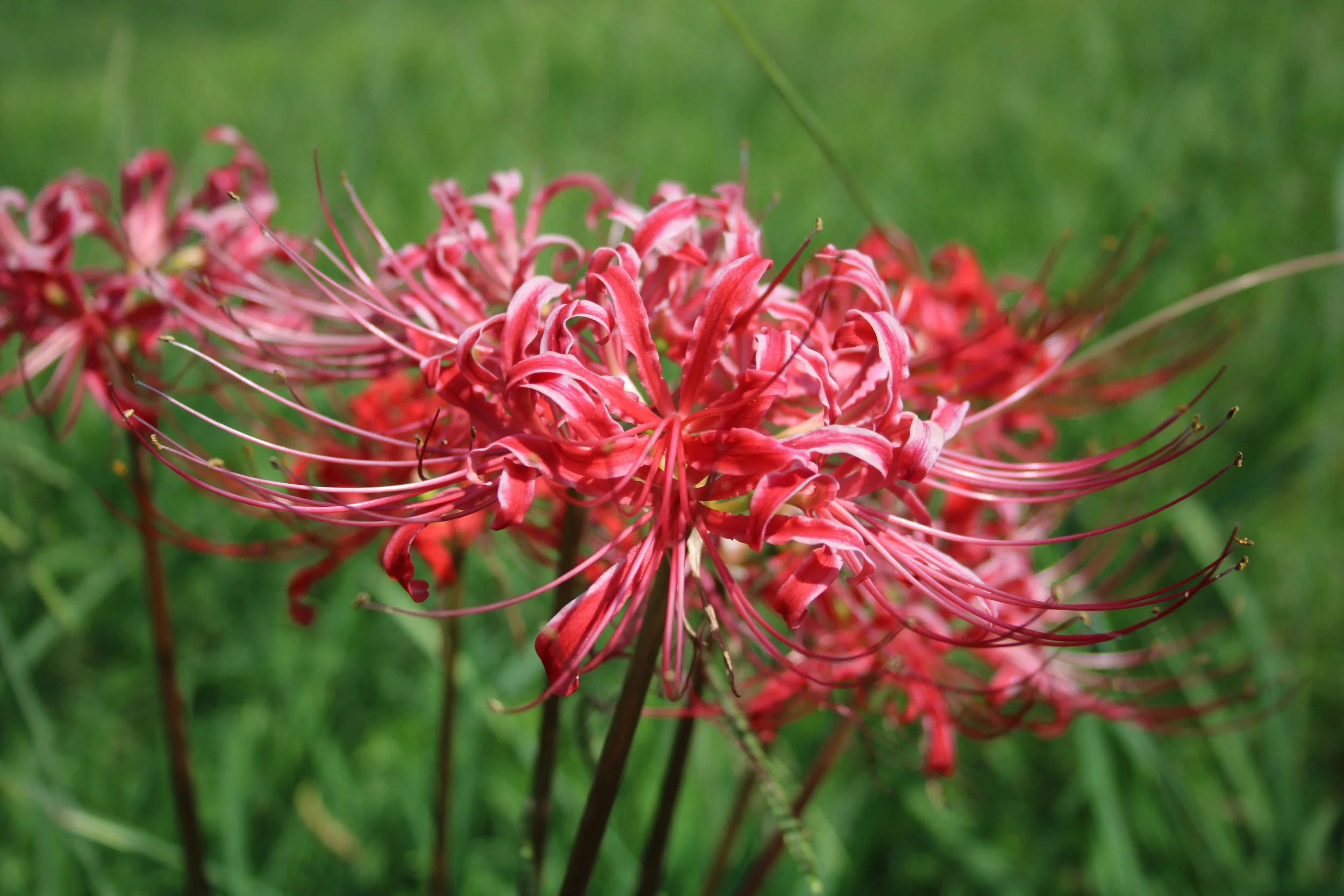The long curled stamens of Lycoris.