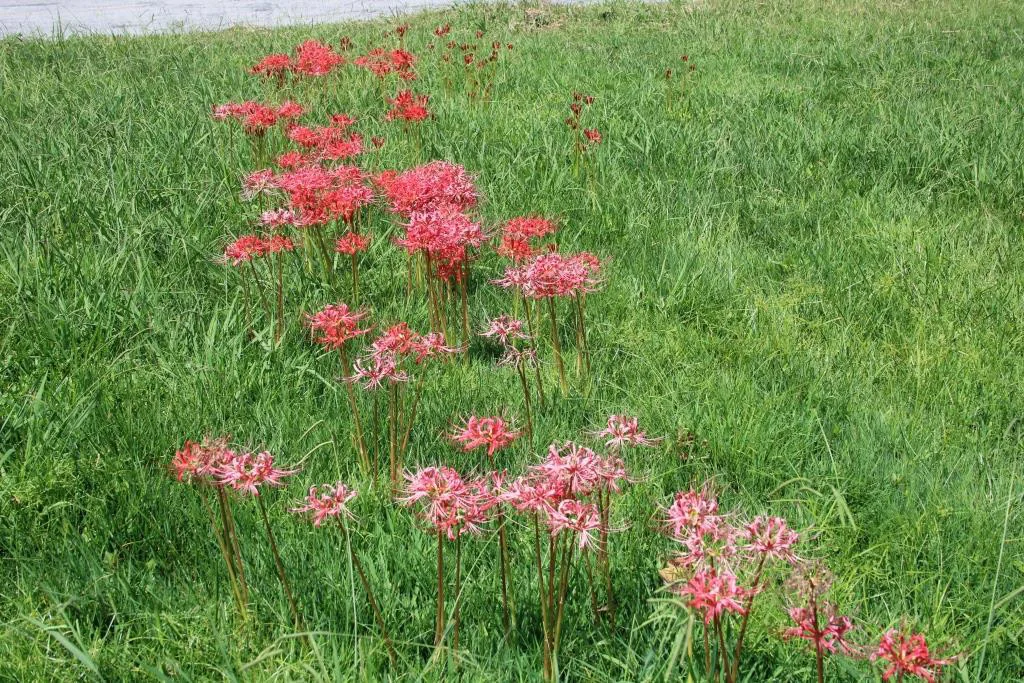 Lycoris have naturalized in an open meadow.