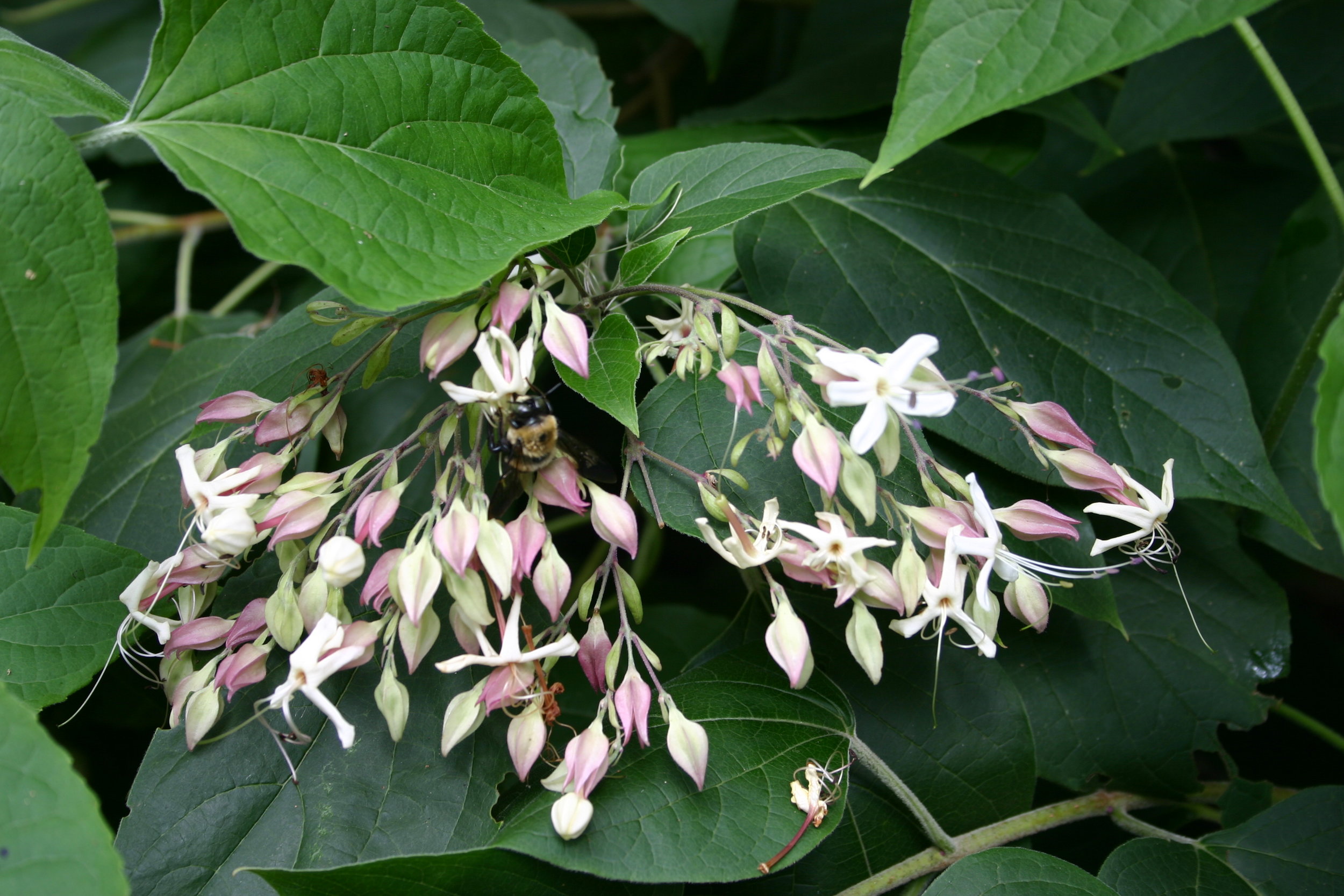 Clerodendrum bloom.jpg