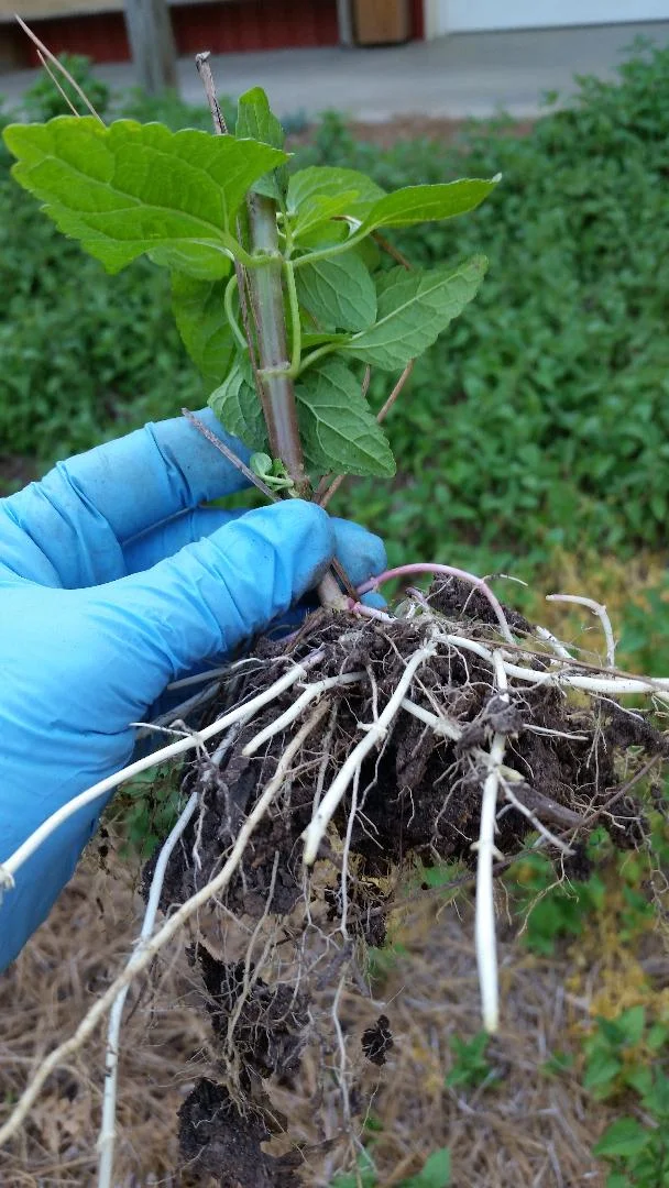Ageratum roots.jpg