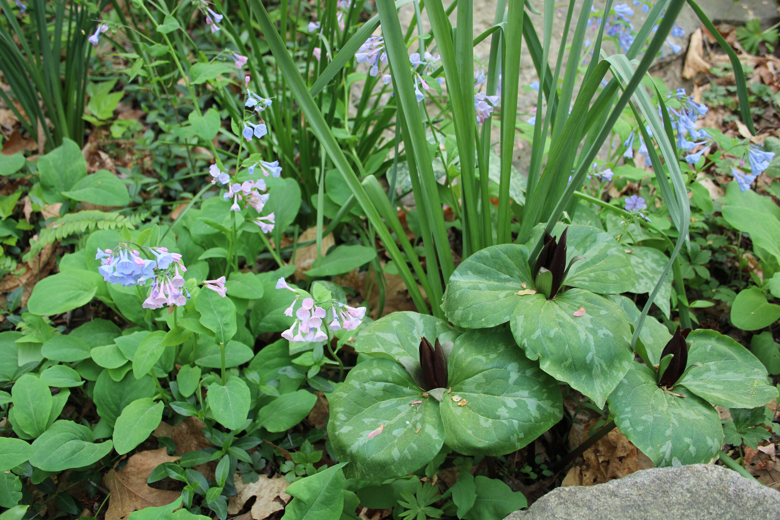 Mertensia w purple trillium.JPG