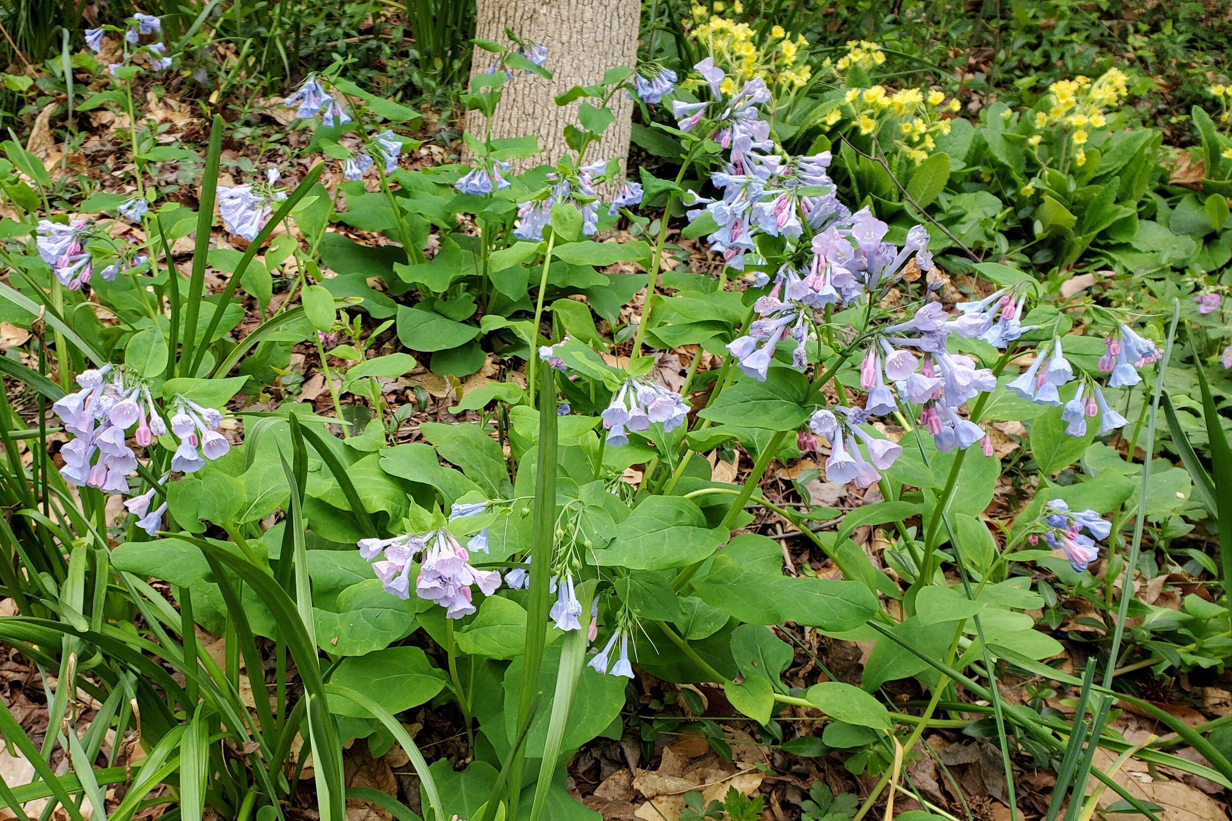 Mertsensia Primrose 1.jpg