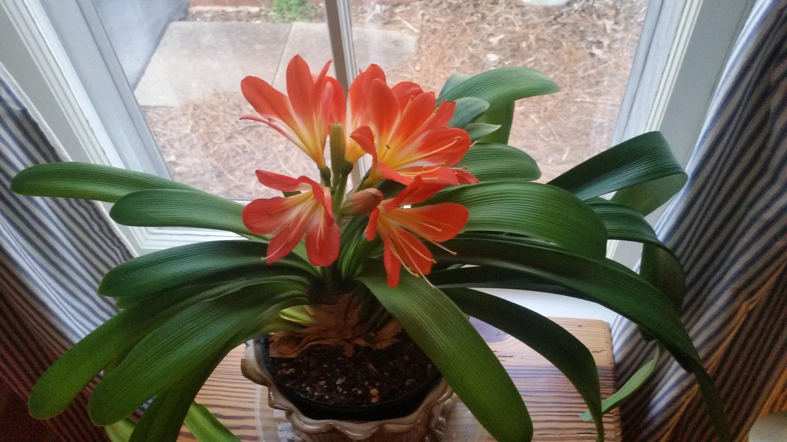Clivia Houseplant: Winter Flowers