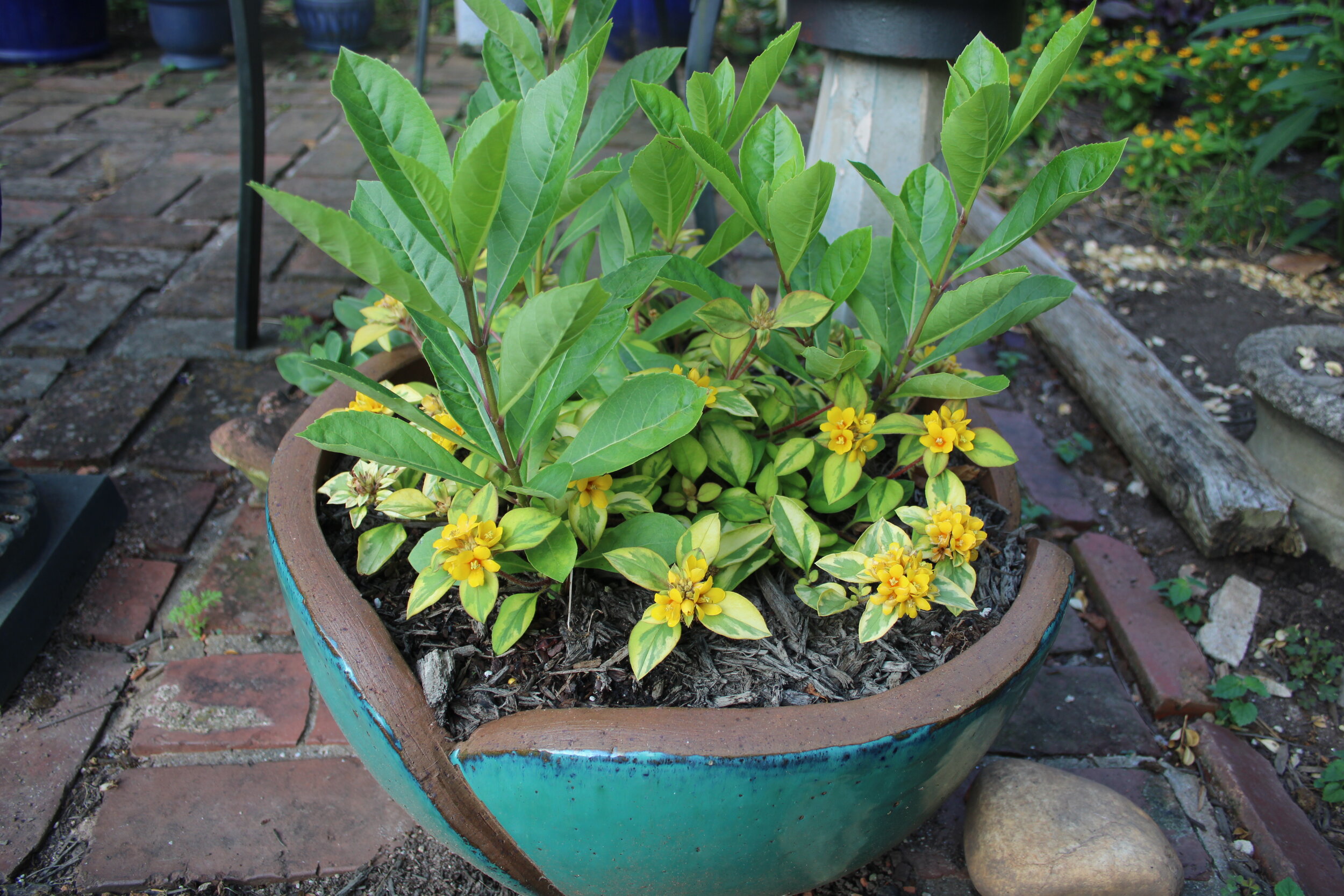 Foliage color mirrors container