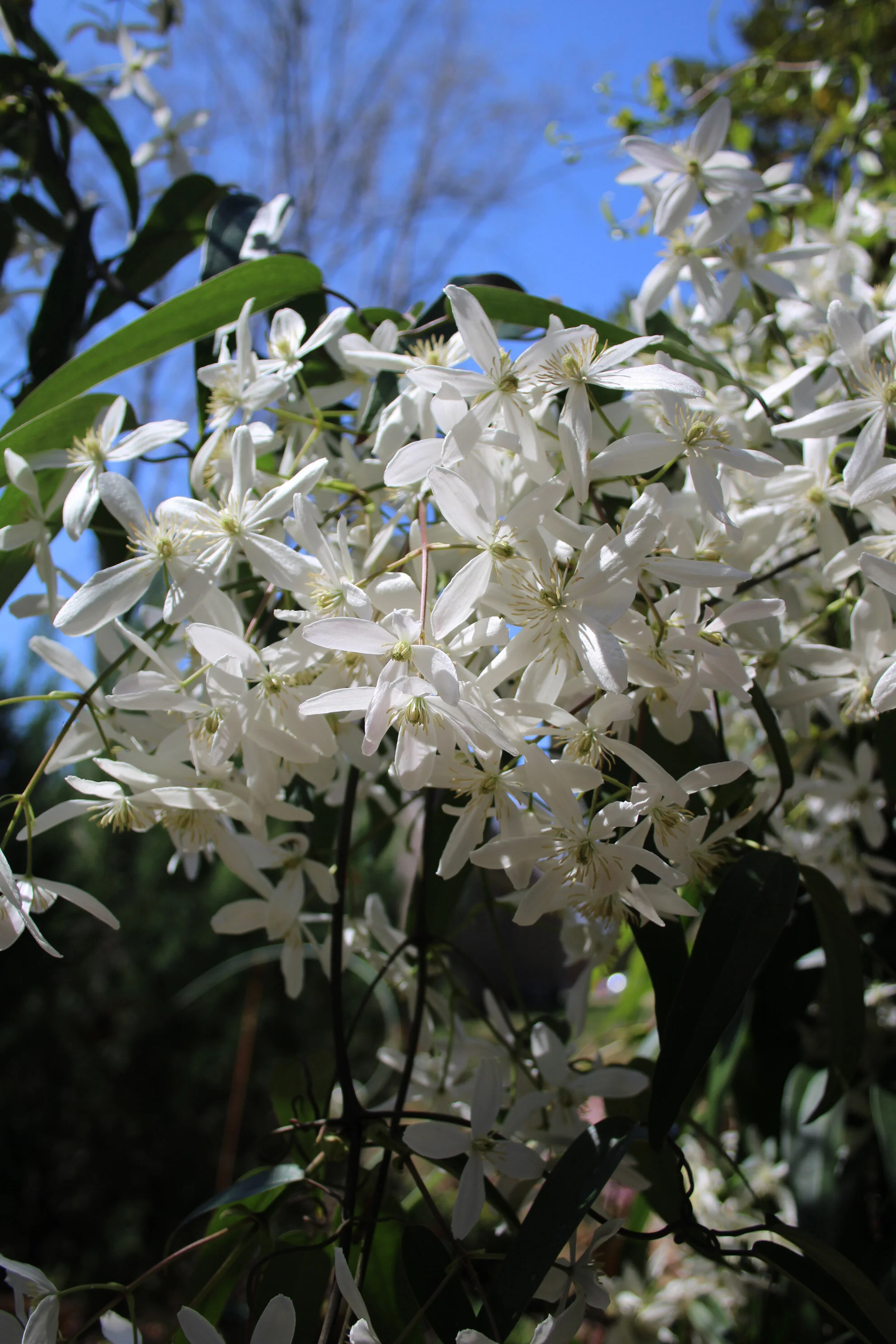 Gardening Hints For The Southeast