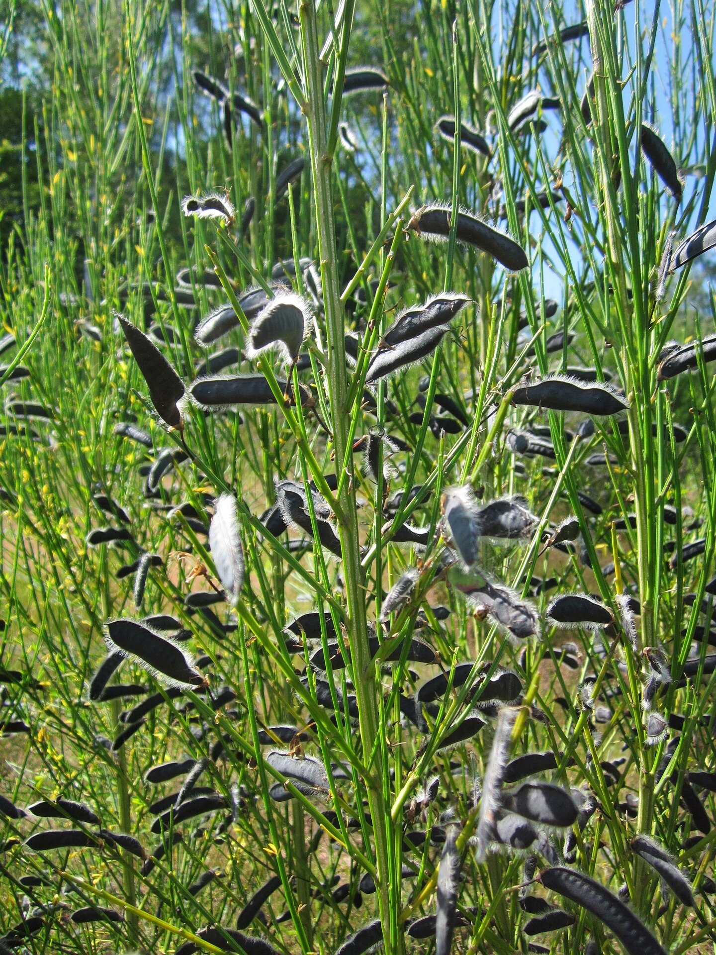 Seed pods