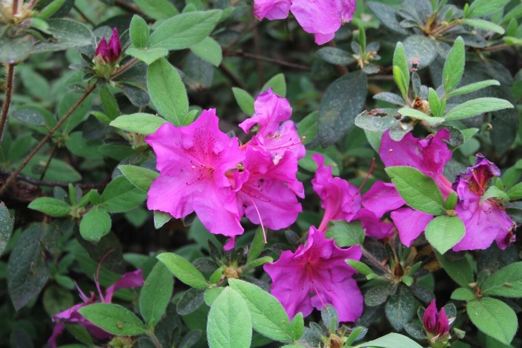 Azalea purple comp.JPG