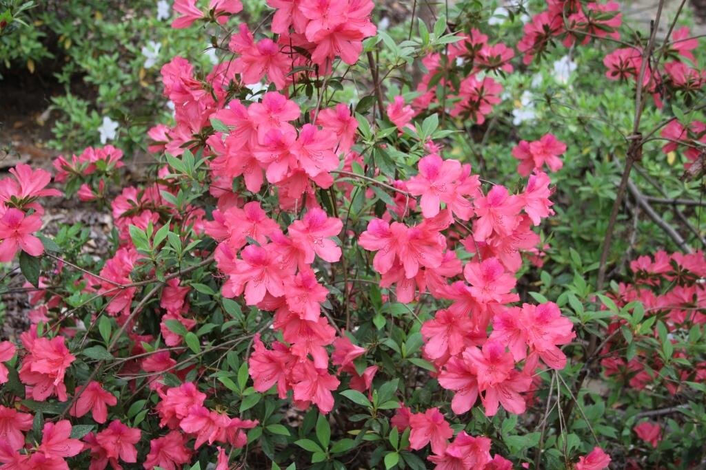 Azalea Rose Pink comp.JPG