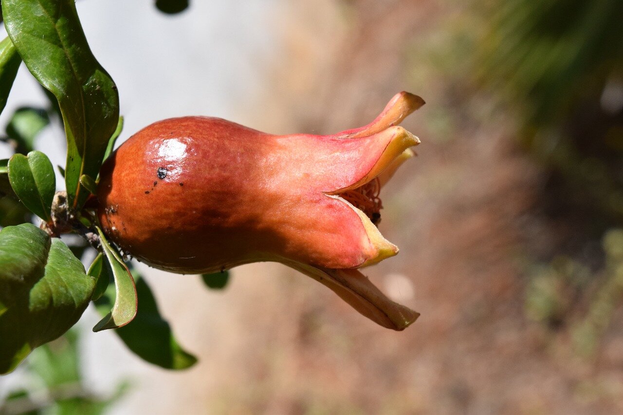 Pomegranate flower bud