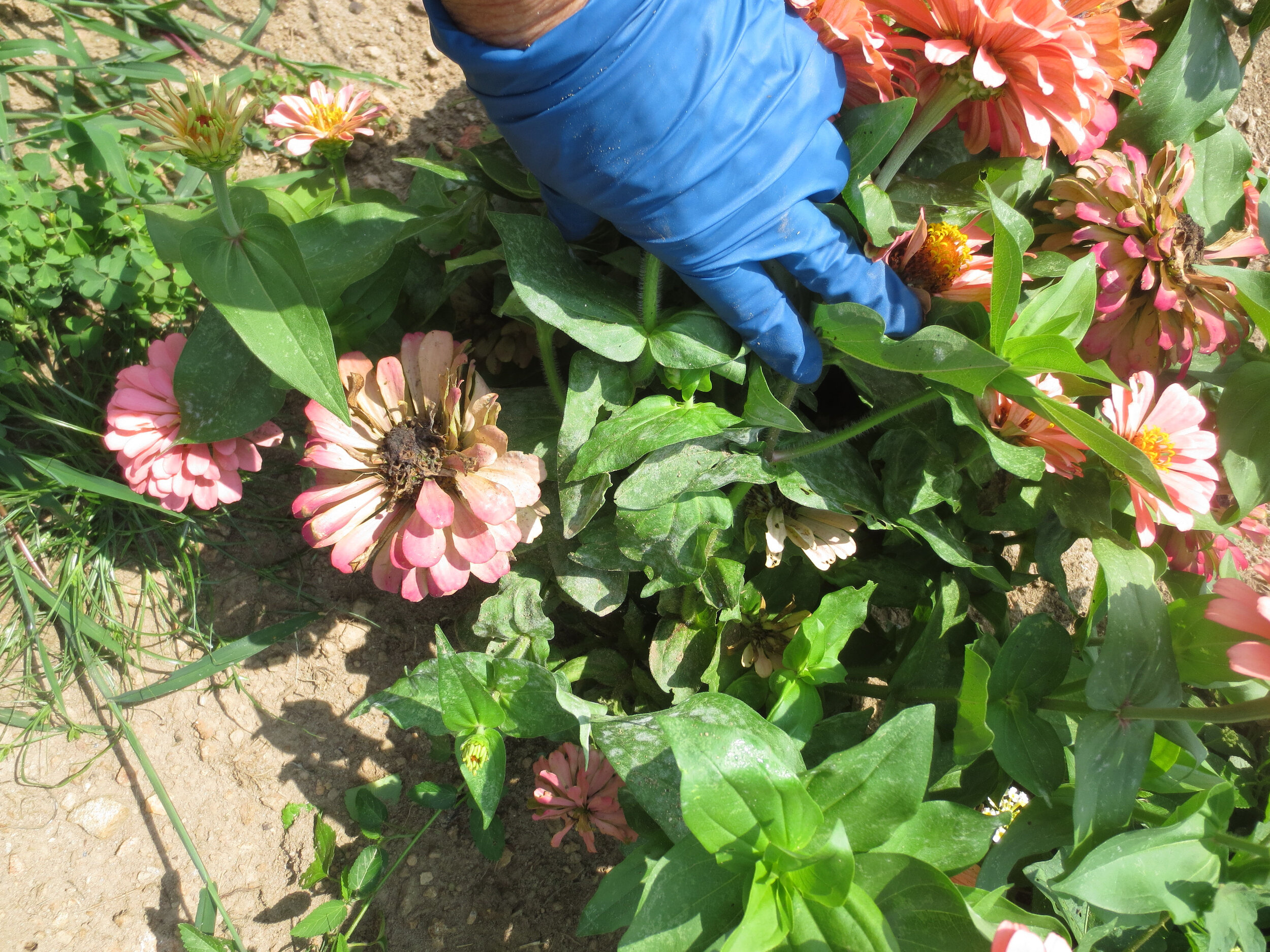 Spent blooms are concealed by new leaves and flowers. A little Downy Mildew spots the leaves.