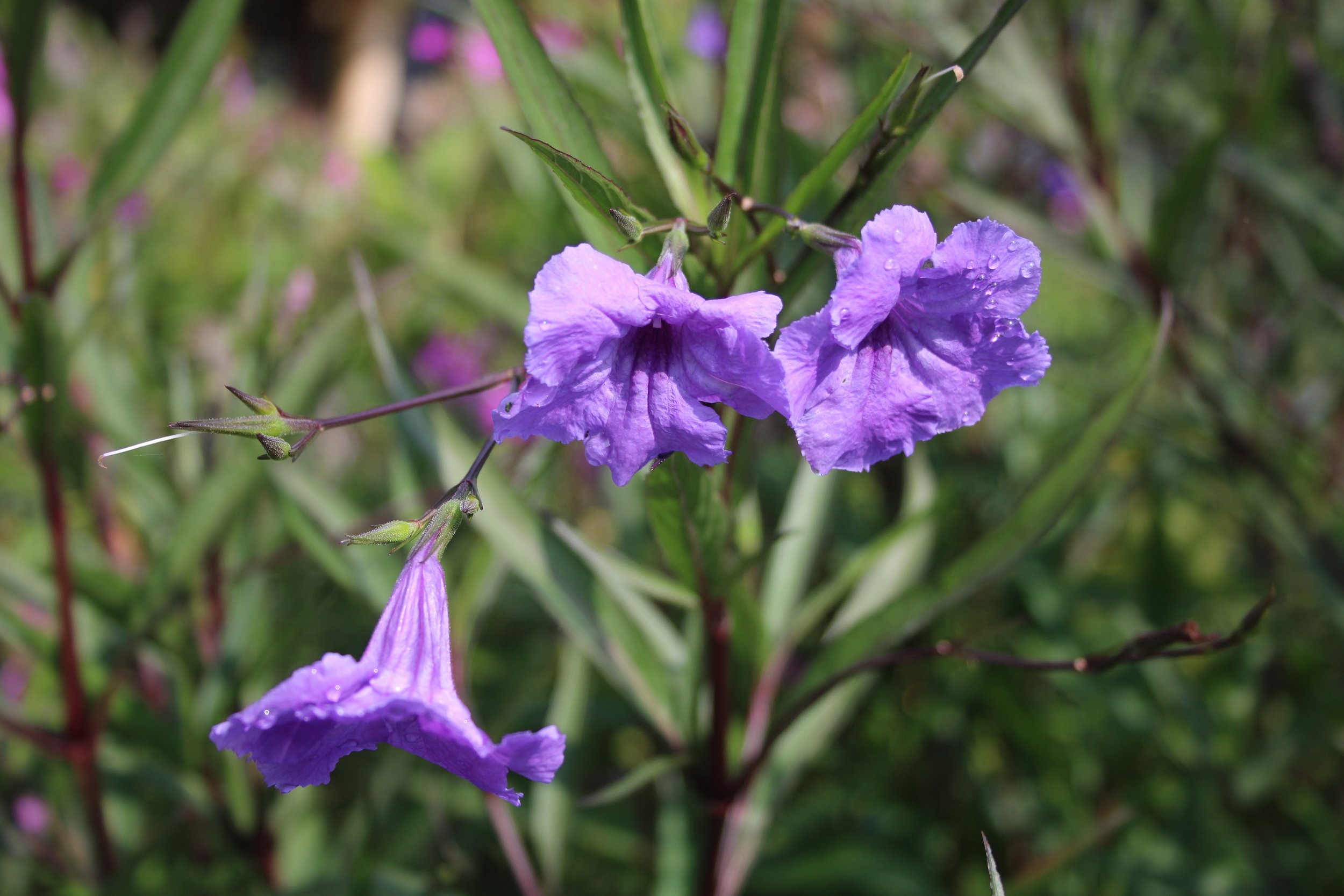 Mexican Petunia, Long-Flowering but Invasive