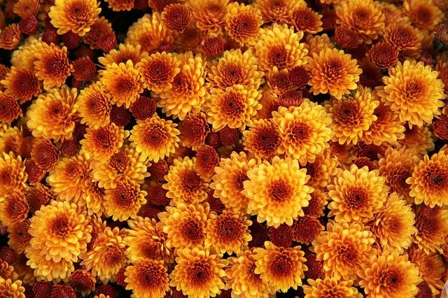 chrysanthemum-1013083_640.jpg