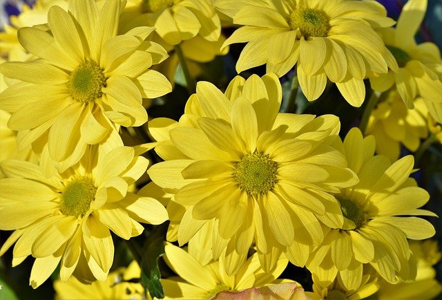chrysanthemum-4870319_640.jpg