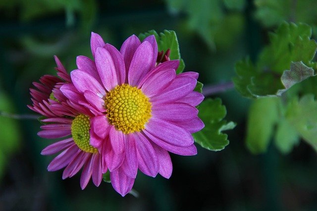 chrysanthemum-3924089_640.jpg