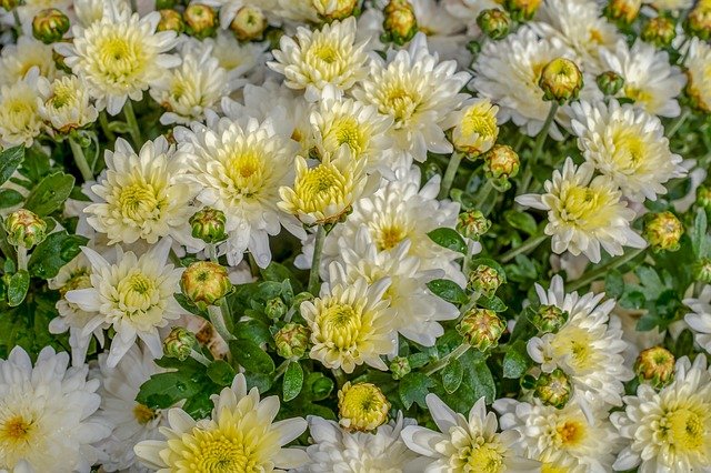chrysanthemums-3696577_640.jpg