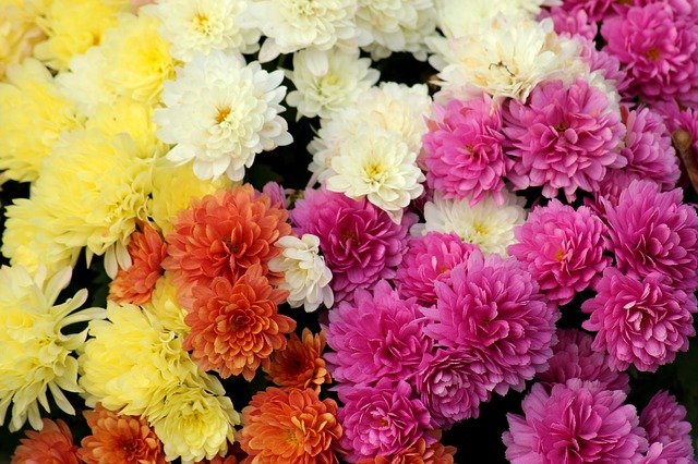 chrysanthemums-3789009_640.jpg