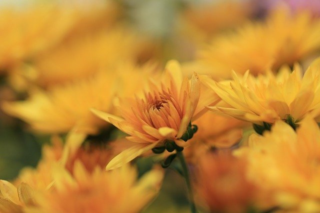 chrysanthemum-4518871_640.jpg