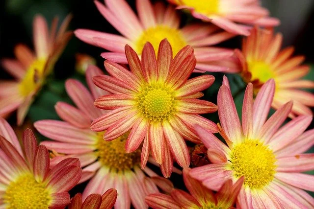 Don't Discard Your Fall Mums