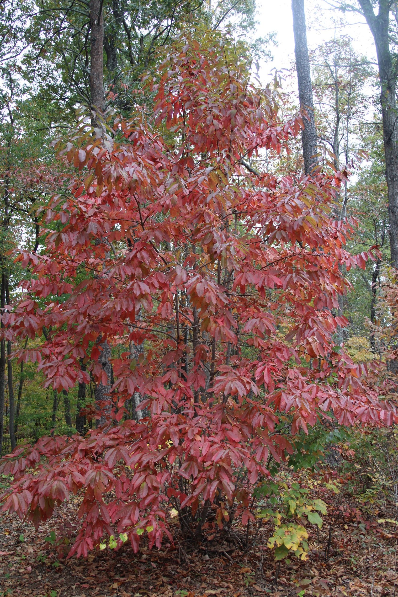 Raging Reds of Black Tupelo