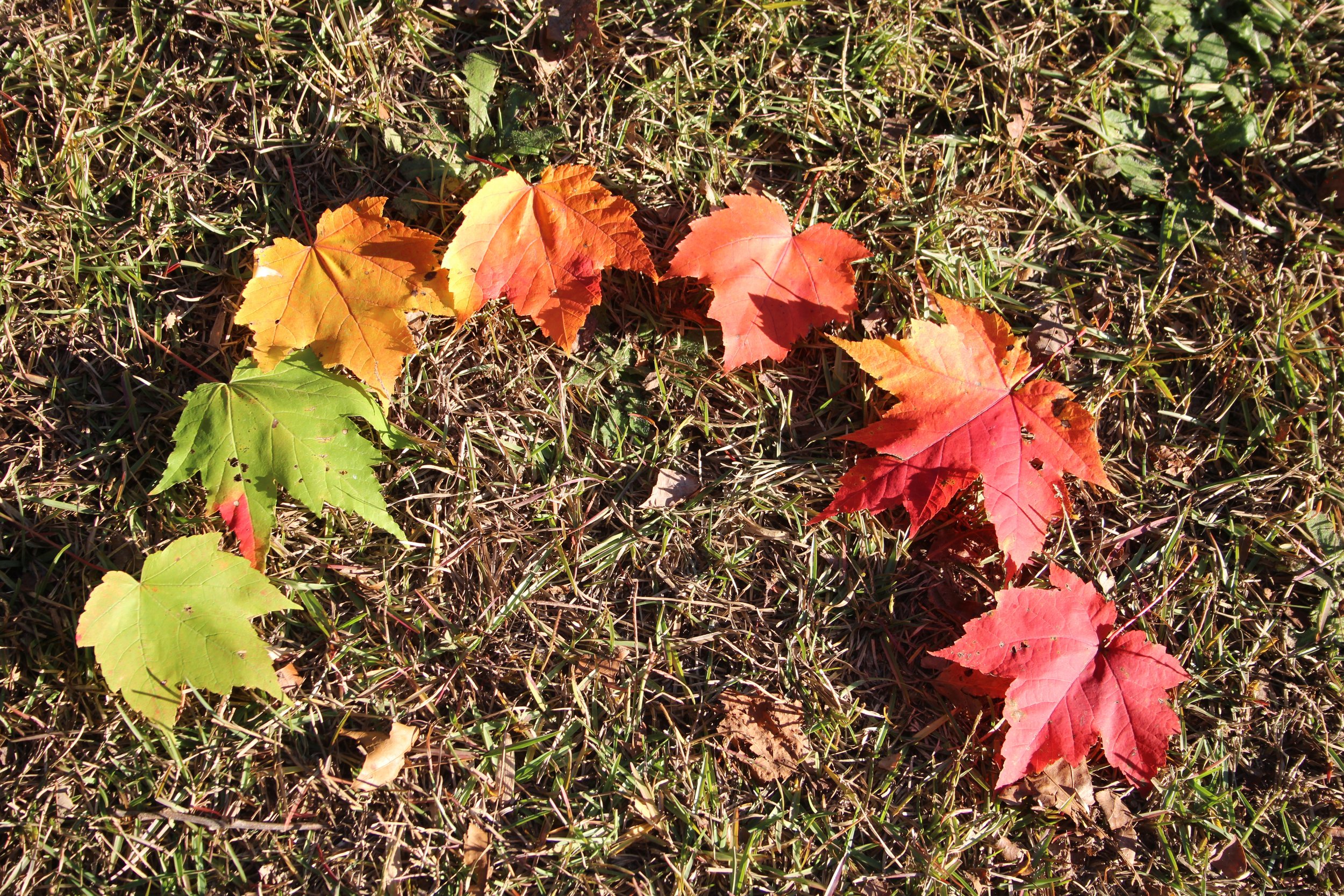 Maples of Many Colors