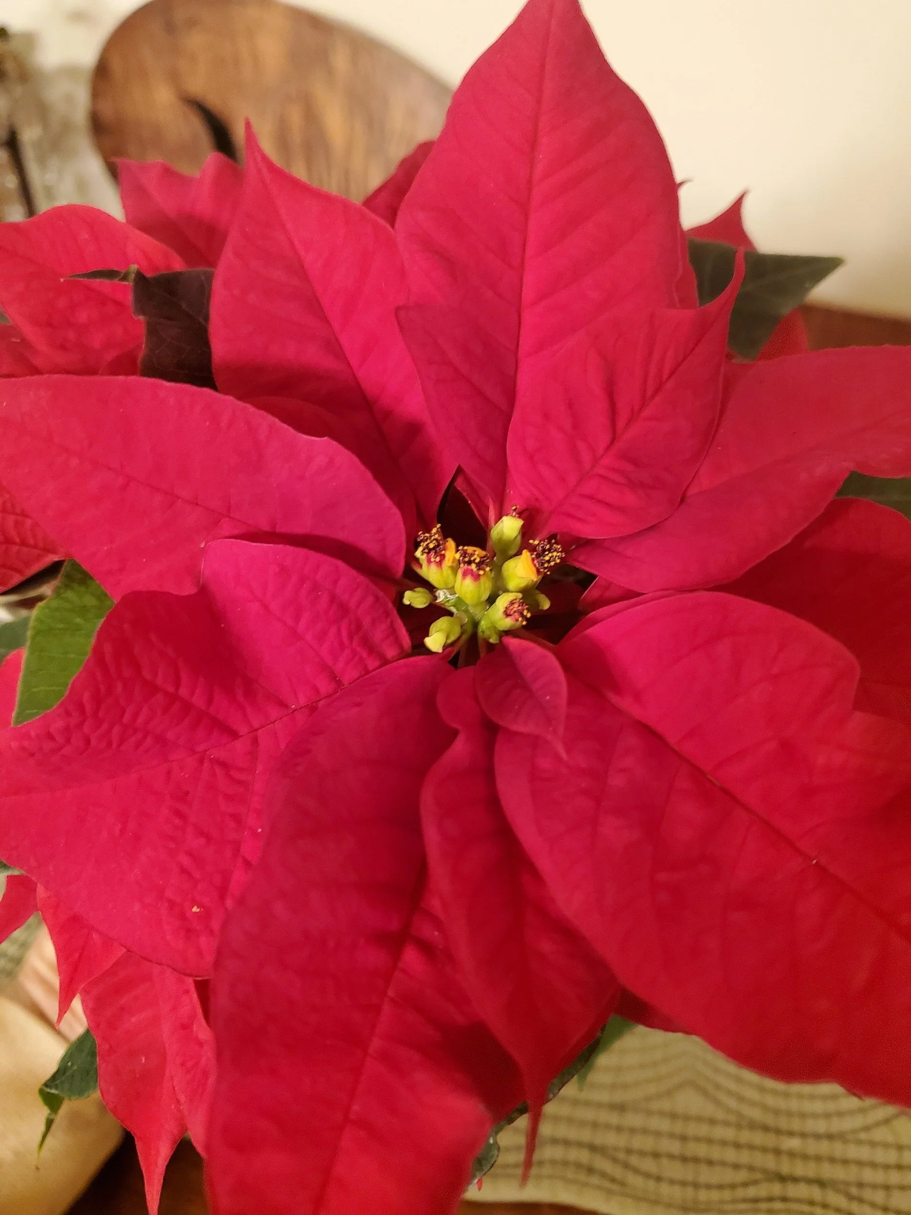 Pamper Your Poinsettias