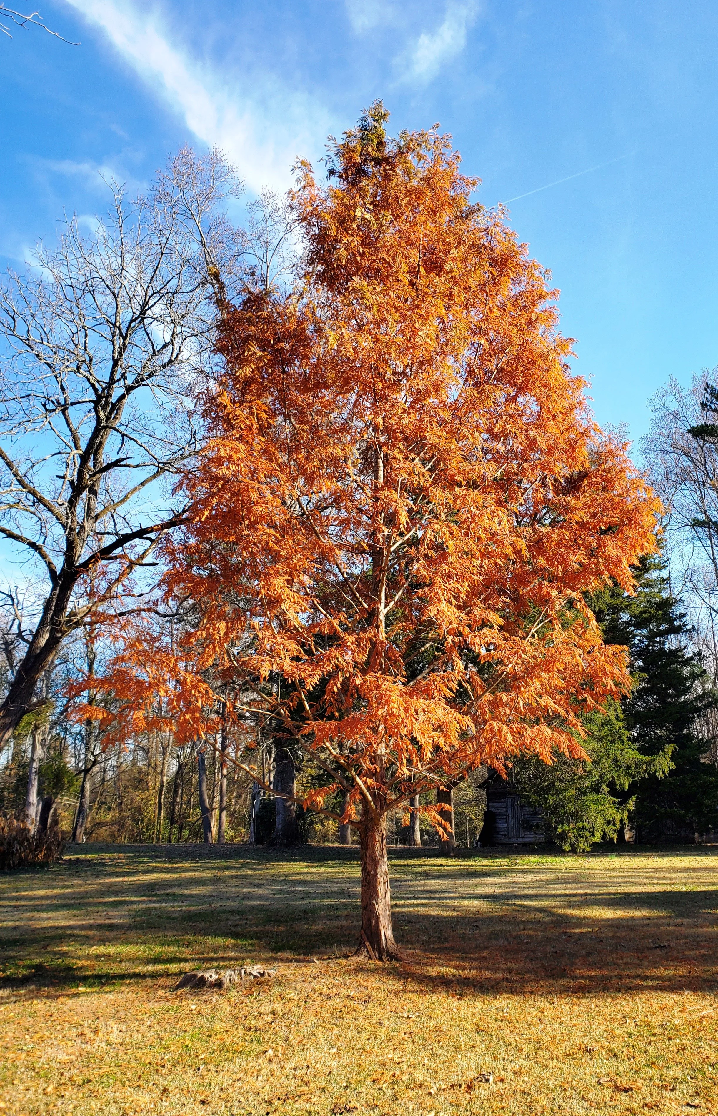 Dawn Redwoods with Pumpkin-Spice Colors