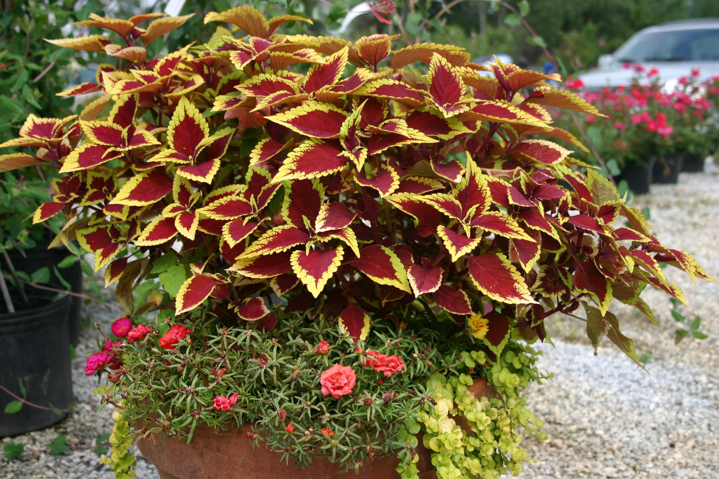 Why Plant Names Change