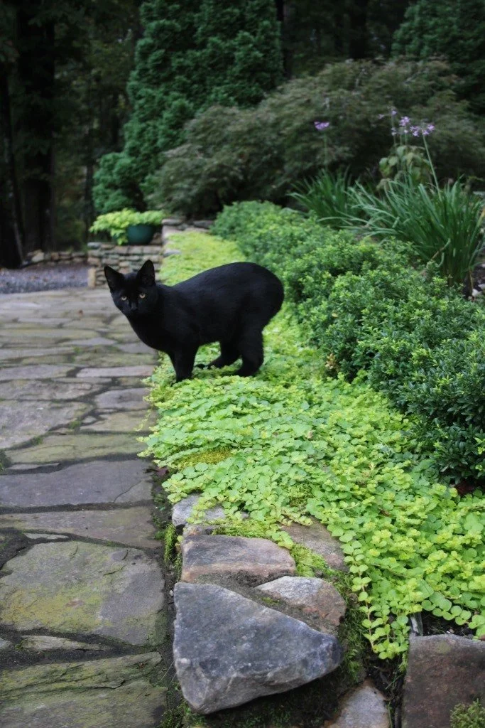 Golden Creeping Jenny for Groundcover or Containers