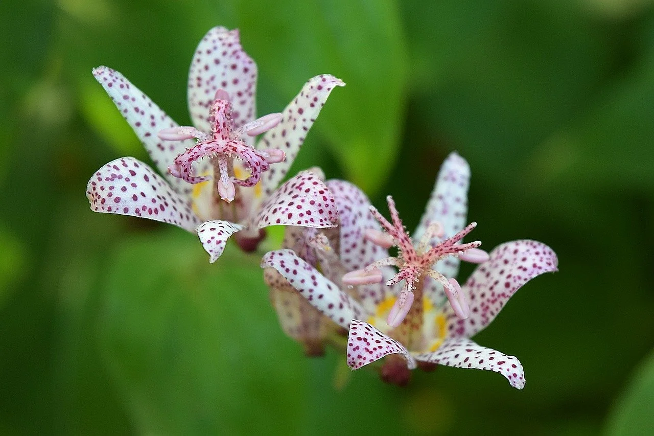 Toad Lily Heralds Autumn's Onset