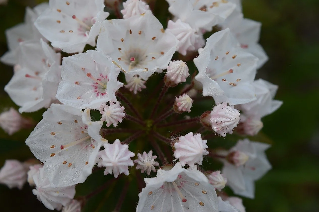 Lovely Mountain Laurel
